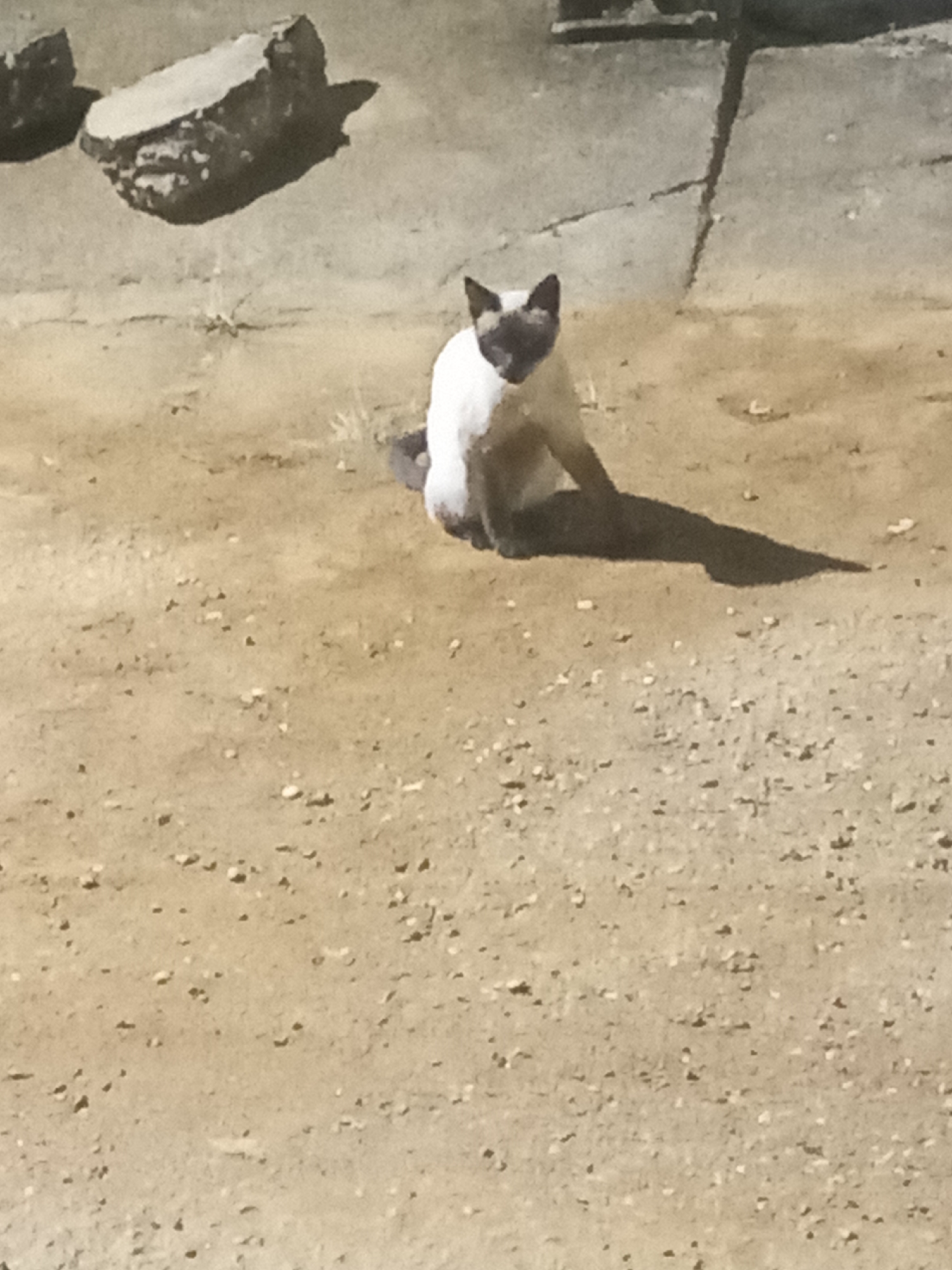 A light-furred Siamese cat with dark facial markings sits on a gravelly surface in bright sunlight. The location appears to be outdoors, with a concrete structure visible in the upper right corner and two large rocks to the upper left. The environment seems arid, suggested by the dry gravel and intense sunlight. No people are visible. No interaction is apparent. The location in the city of Juan Griego, Venezuela is not deducible from the image alone.
