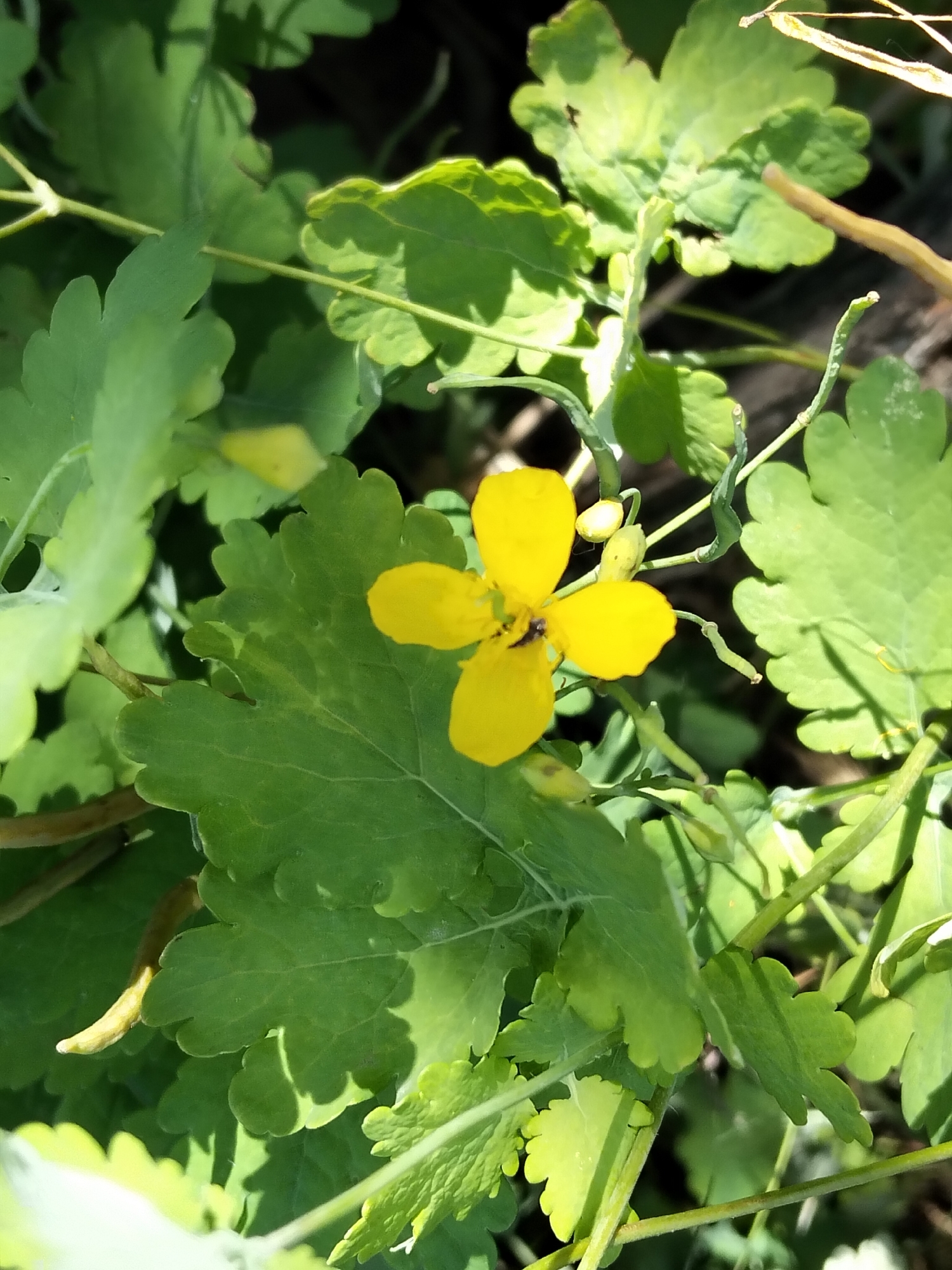 The image shows a close-up, eye-level view of a single yellow flower with four petals, centered in the frame. The flower has a dark center and is surrounded by bright green leaves with serrated edges. Sunlight dapples the scene, creating shadows on the leaves. The background is a dark, out-of-focus blur of more greenery. A small black insect is visible on one of the petals of the yellow flower. The overall impression is one of nature in focus, with the flower being the primary subject. The image does not contain any identifiable landmarks or elements that would suggest a specific location within Biliaivka, Ukraine.