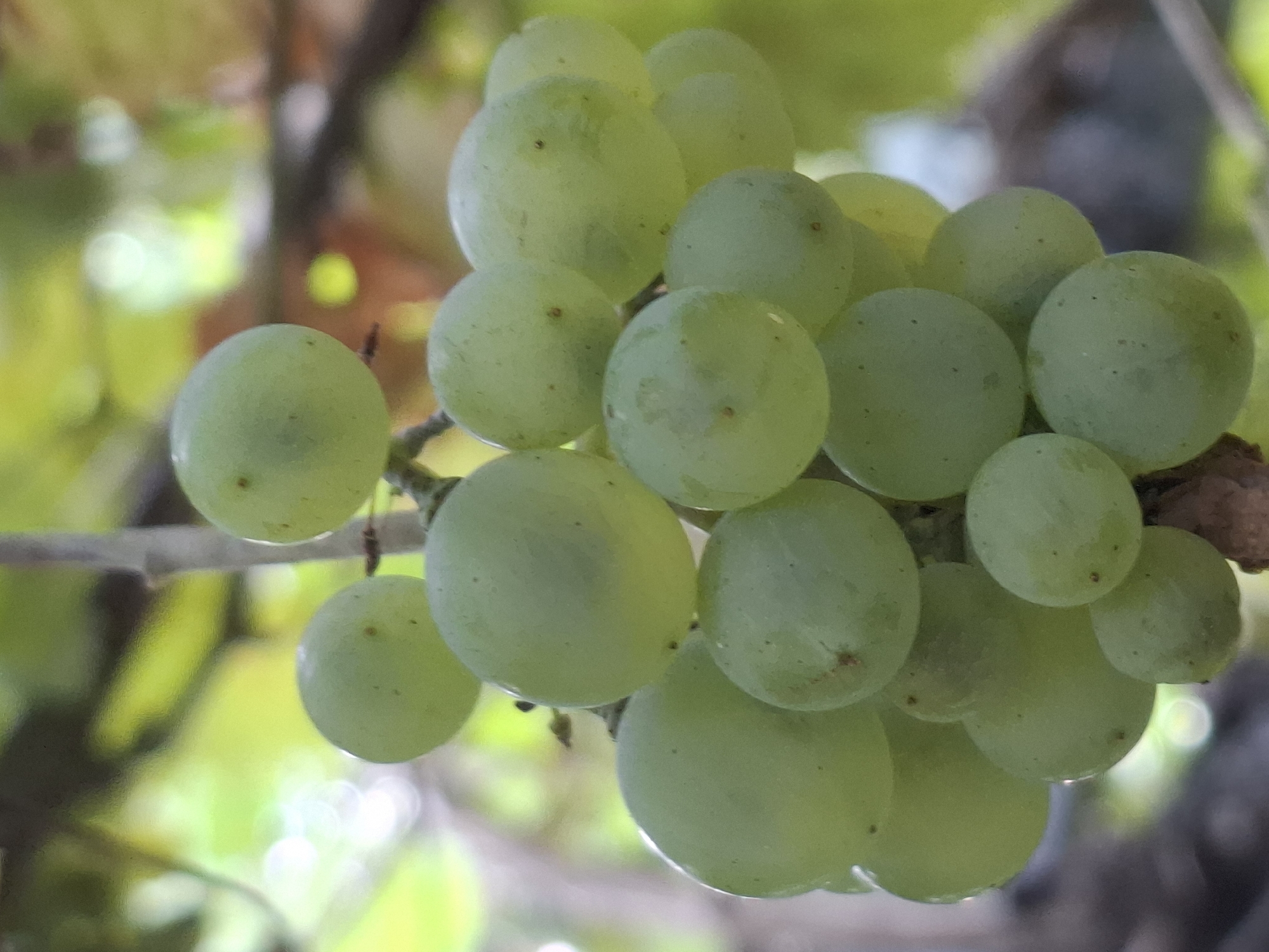 A close-up, eye-level, vertical shot captures a cluster of ripe green grapes hanging from a vine against a softly blurred background of green foliage and tree branches. The grapes are plump and round, with a slightly translucent skin that allows some light to pass through. Tiny dark specks, likely remnants of flower petals or blemishes, are visible on the surface of some grapes. The overall lighting is soft and diffused, suggesting an outdoor setting on an overcast day or in dappled shade. The image does not contain any identifiable landmarks or features that would specifically place it within the city of Almaty, Kazakhstan. It is a general depiction of a grape cluster in a natural environment.