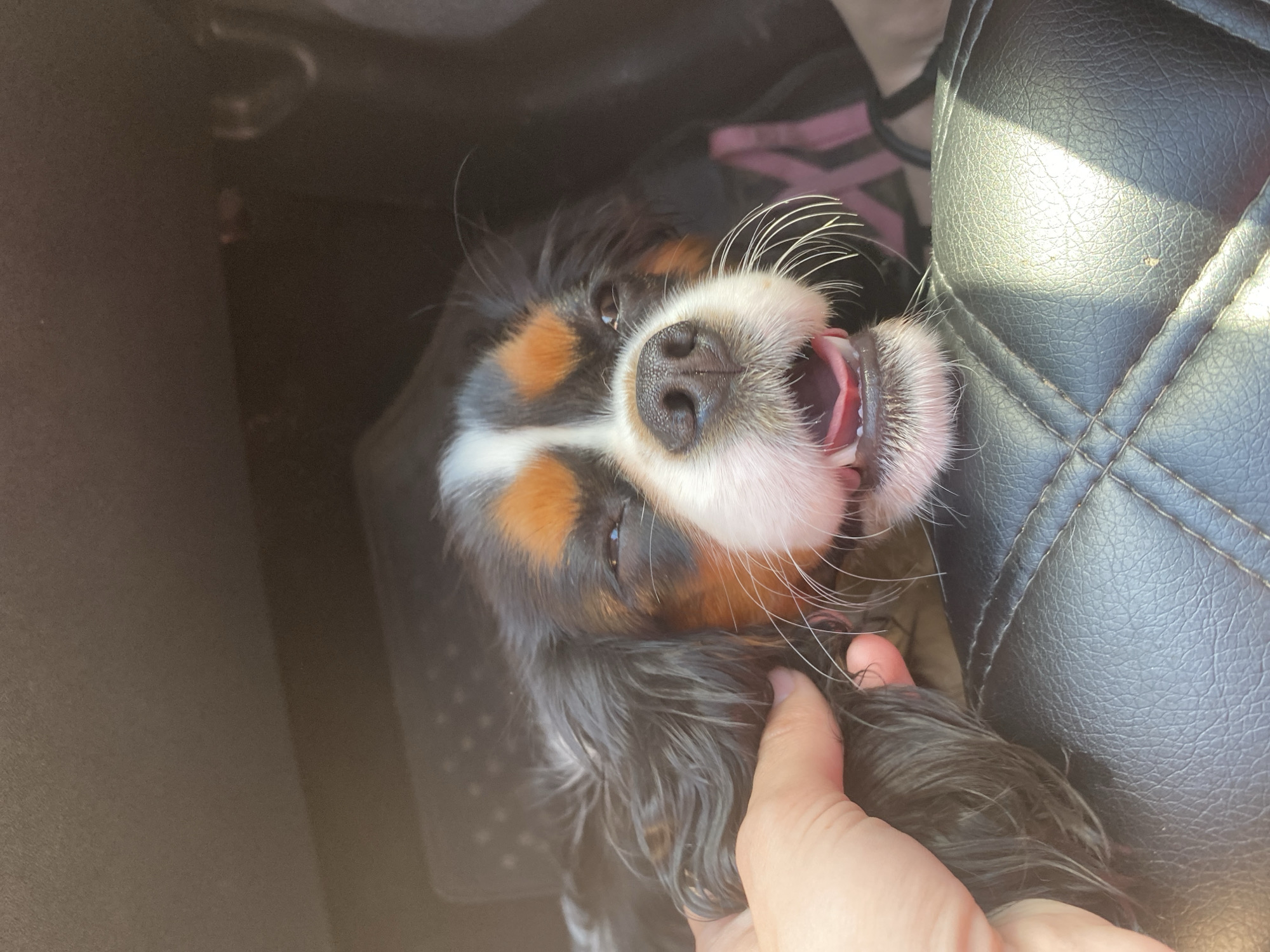 A Cavalier King Charles Spaniel is being petted by a person's hand in what appears to be the interior of a car. The dog's mouth is open, and its eyes are squinted. The background is dark and indistinct, with some lighter colors suggesting items in the car. A patch of sunlight illuminates the black leather seat in the foreground. The image is an informal snapshot, likely taken in Evsino, Russia.