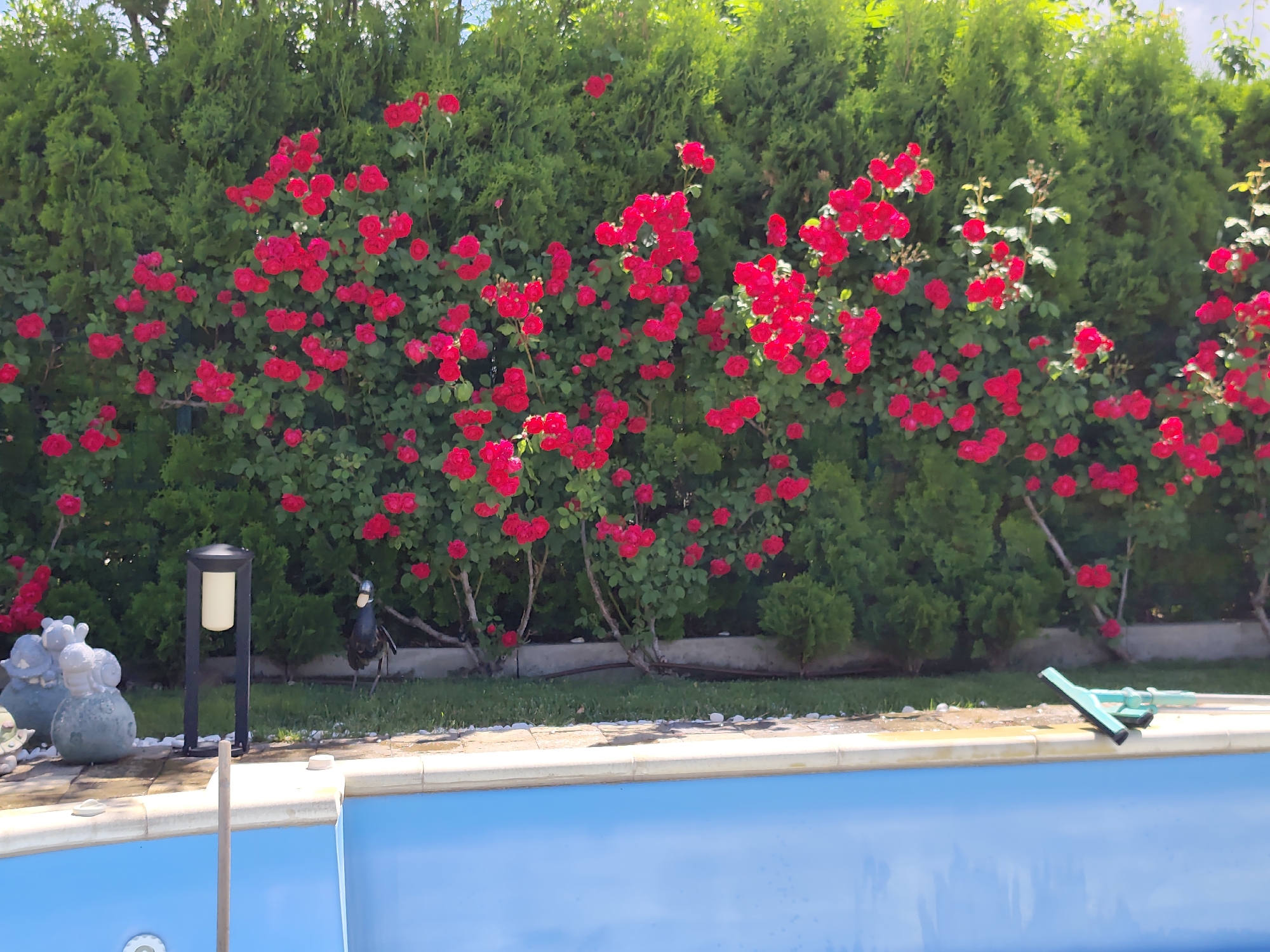 In Kladnitsa, Bulgaria, a garden scene unfolds with a vibrant display of red roses cascading over a dense green hedge. In the foreground, a portion of a bright blue swimming pool is visible, its surface reflecting the sunlight. Along the edge of the pool, a black lamppost stands tall, accompanied by decorative garden gnomes and a black bird statue. To the right, a pool cleaning tool rests on the pool deck. The setting appears to be a well-maintained private residence, bathed in daylight.