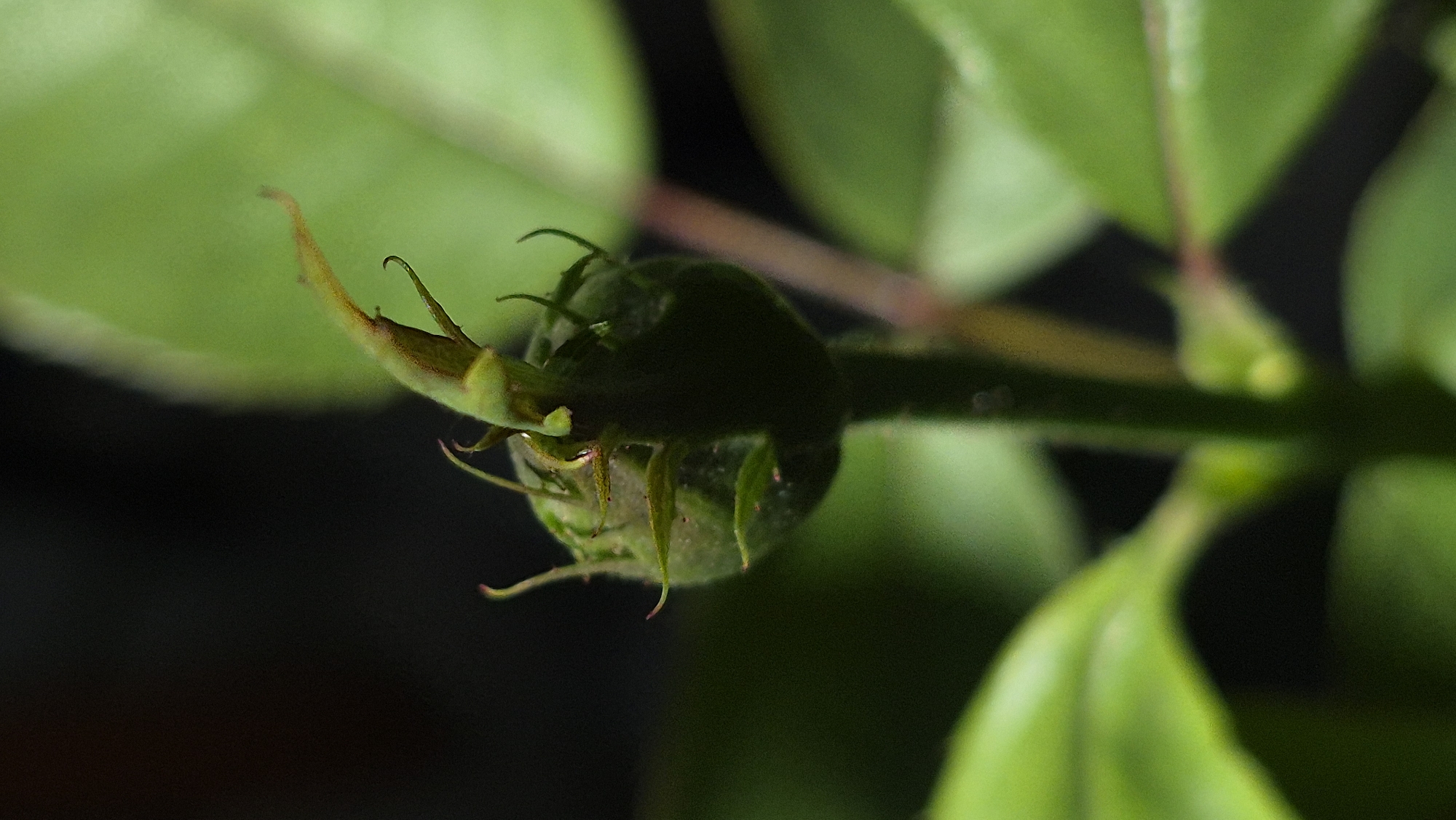 A close-up, macro photograph features a green rosebud with sepals unfurling at the top. The bud is supported by a green stem, with several blurred green leaves visible in the foreground and background. The background is dark and out of focus. The image appears to be taken outdoors with natural lighting. The location is unknown.