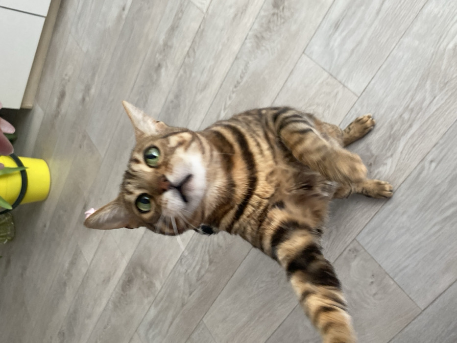 A Bengal cat, displaying a brown, black, and tan marbled coat pattern and bright green eyes, is depicted standing on its hind legs with its left front paw extended forward. A faint, thin light-colored collar is visible around its neck. The cat is looking upwards towards a human hand, positioned in the upper right, which holds a light pink object, likely a flower or toy. In the background, a yellow bucket or pot stands next to a clear glass vase containing a pink item. White cabinetry is partially visible behind these objects. The scene takes place indoors on a light-colored, wood-grain laminate floor. The location is Chaikovsky, Russia.