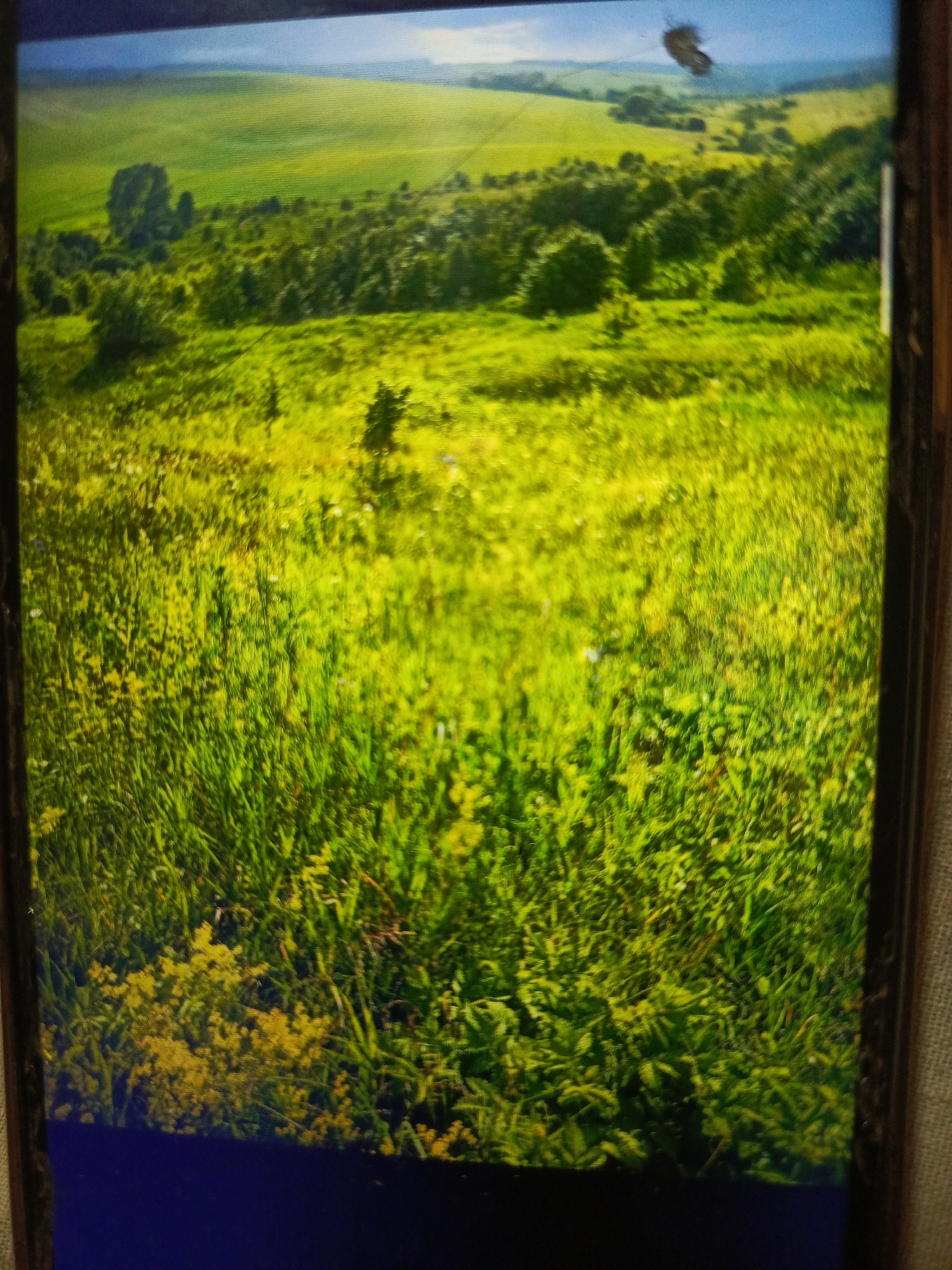 The image displays a vast, sunlit green landscape with rolling hills and a prominent blue sky. The foreground is filled with tall, lush green grass, interspersed with small yellow wildflowers. In the middle ground, a dense forest of trees creates a textured pattern against the lighter green of the hills. The background reveals further rolling hills and fields, fading into a hazy horizon. A small, dark butterfly is visible in the upper right quadrant of the image. The scene appears to be a natural, undeveloped area. There is no discernible indication of the city of Svoboda, Russia, or any specific urban elements within the provided image.