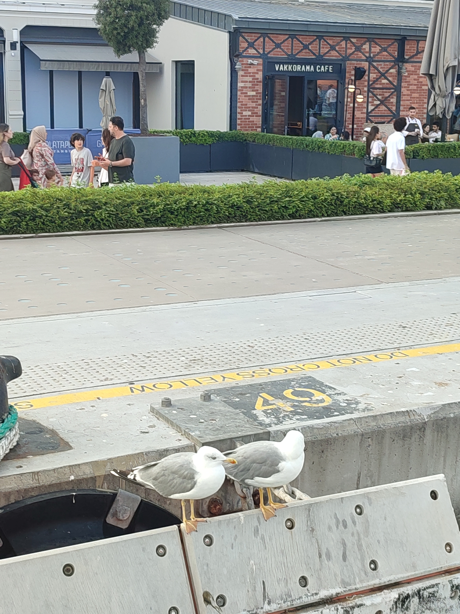 This image depicts a waterfront area with a cafe in the background and two seagulls in the foreground. The cafe, identified as "VAKKORANA CAFE," has a brick facade and outdoor seating. People are visible inside the cafe and walking in the vicinity. In the foreground, two seagulls are perched on a concrete barrier. A yellow line with the inscription "DO NOT CROSS YELLOW" is visible on the barrier, along with the number "49" in a black square. The environment appears to be a public space, possibly a promenade or pier, with lush green bushes bordering a paved walkway. The overall setting suggests a bustling urban environment, likely a popular tourist destination. Based on the provided information, the location is identified as the city of Beyoğlu, Turkey, specifically likely within the Karaköy neighborhood, known for its waterfront cafes and entertainment venues.