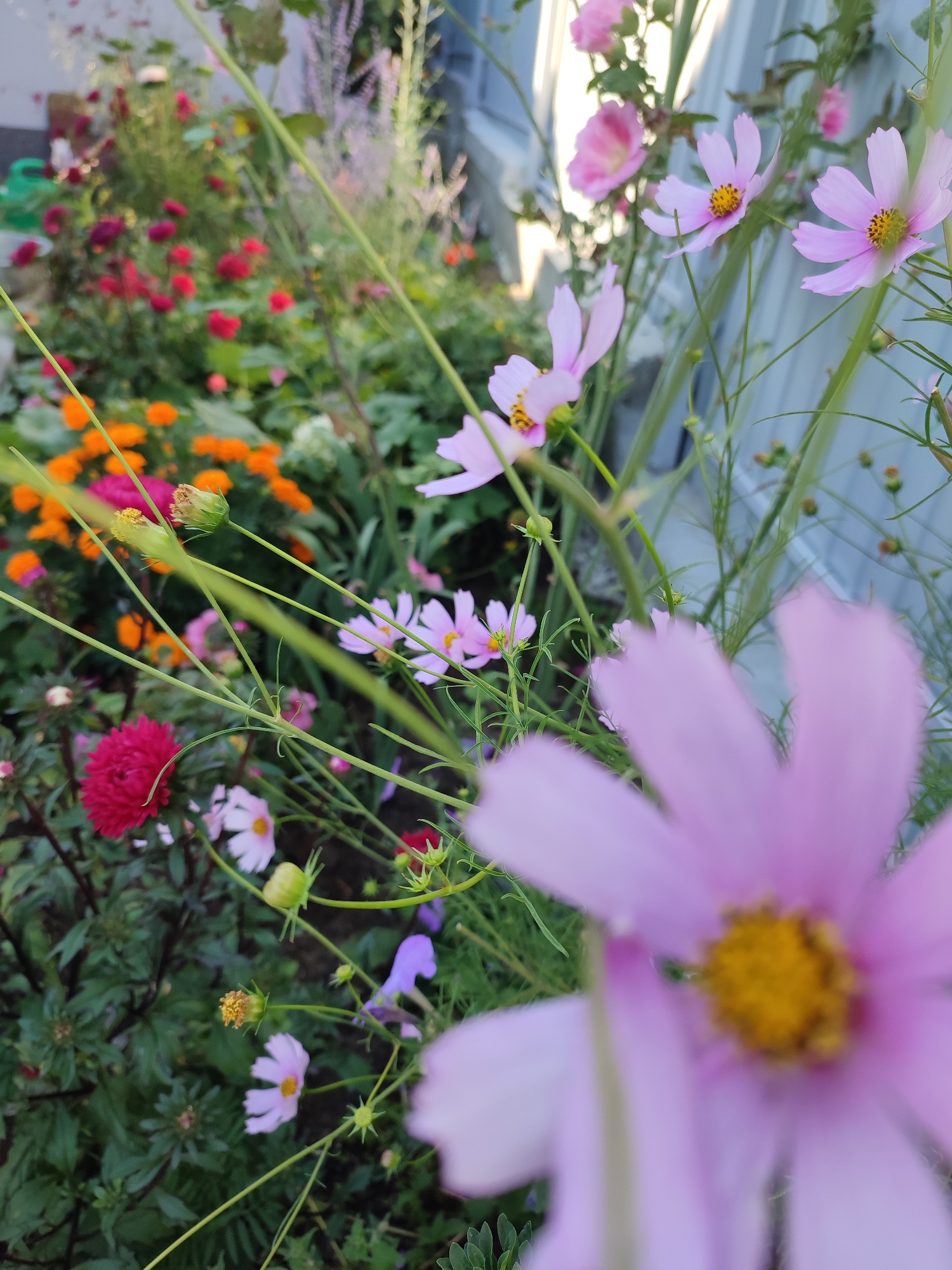 The image depicts a close-up view of a garden in Budy, Ukraine, filled with a variety of flowers. The foreground is dominated by a large, blurred pink cosmos flower. Behind it, several other cosmos flowers with delicate pink petals and yellow centers are visible, some in focus and others slightly blurred. The garden also features a vibrant cluster of small orange marigolds, a deep red dahlia, and some purple flowers. Green foliage forms a lush backdrop for the colorful blooms. The environment appears to be a residential garden, possibly with a fence or wall in the background, indicated by a vertical, pale blue structure. The lighting suggests it is daytime, possibly late afternoon, with soft sunlight filtering through the plants. There are no people or animals present in the image.