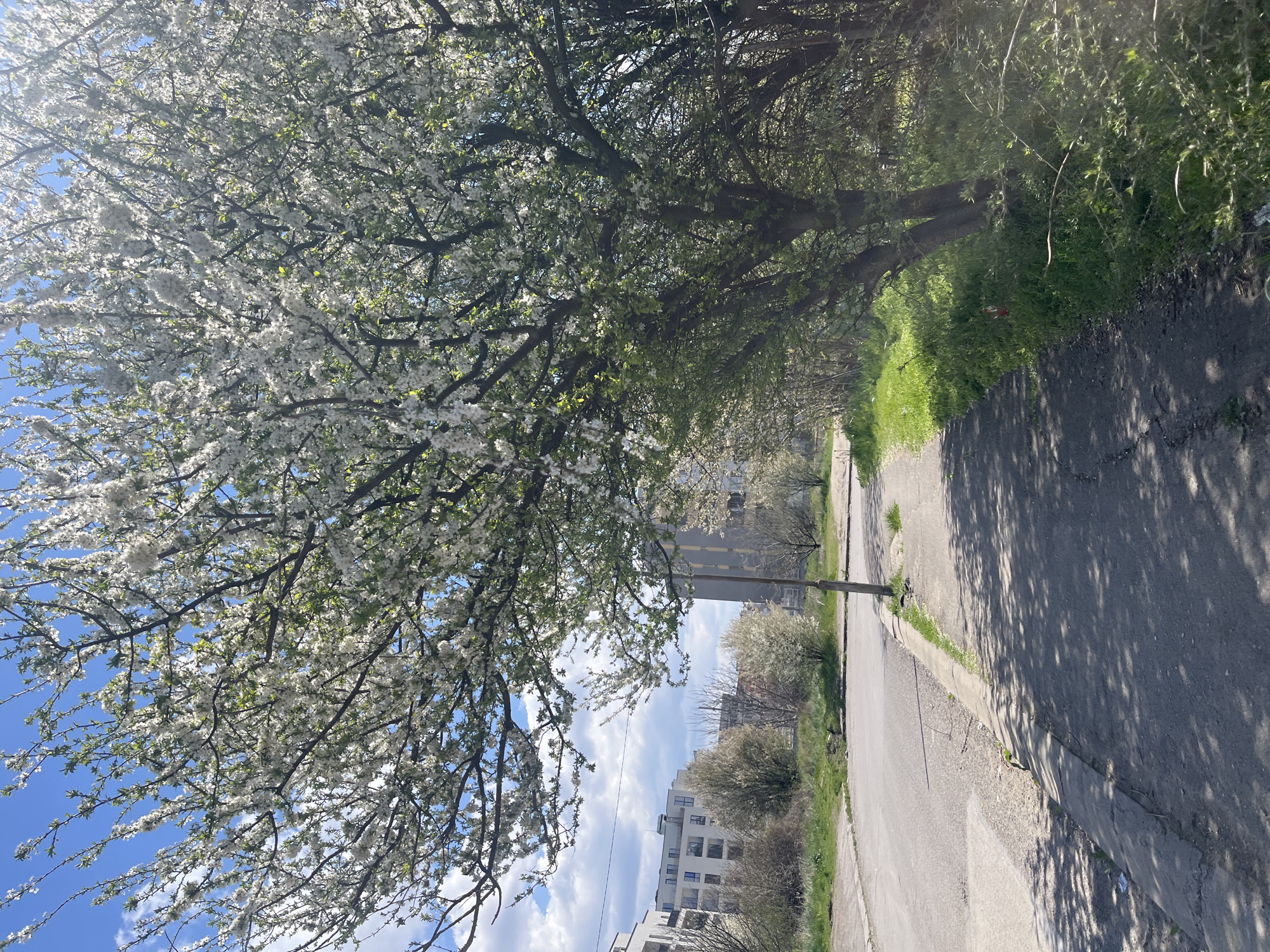 A horizontal outdoor shot displays a tree with white blossoms dominating the left side, against a blue sky with scattered clouds. To the right, a narrow paved road runs alongside a curb with sporadic patches of grass and greenery. Shadows of the tree’s branches fall across the road's surface. In the distance, buildings and more blossoming trees are visible. The scene appears to be taken on a sunny day in an urban area, resembling a street or pathway. The image is slightly rotated clockwise. The city of Sofia, Bulgaria is not definitively indicated in the image. The scene is likely photographed in Sofia, Bulgaria, given the prompt information.