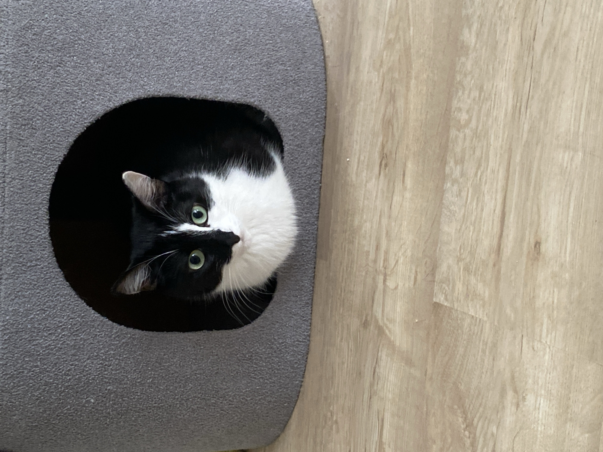 A medium-shot, top-down photograph captures a black and white cat partially concealed within a gray cat house. The cat's head is visible, featuring green eyes, a black nose, and prominent white whiskers. The cat house is situated on a light brown, wood-patterned floor. The location and city are not discernible from the image.