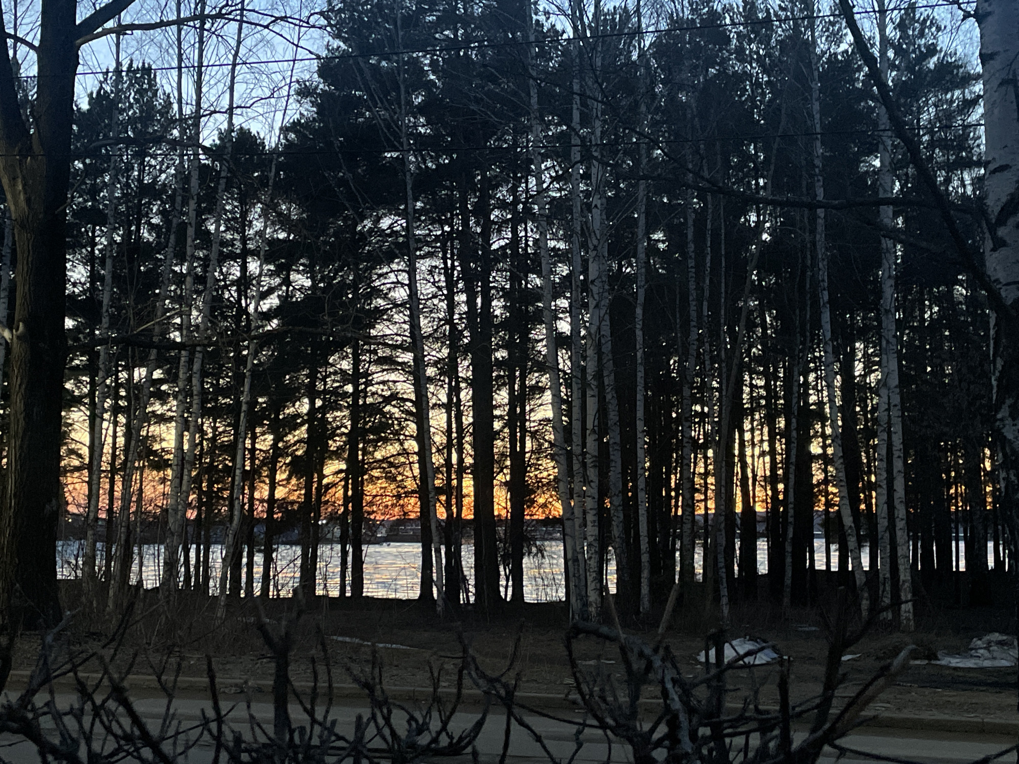 A landscape photograph taken in Chaikovsky, Russia, depicts a line of trees silhouetted against a body of water. The trees, consisting of both coniferous and birch varieties, are densely packed, creating a dark, vertical barrier. Through the gaps between the trees, a sunset or sunrise is visible, casting an orange and yellow glow on the horizon. The water in the foreground reflects some of this light. In front of the trees, there are low-lying shrubs or bushes, also silhouetted. Small patches of snow are visible on the ground. The foreground appears to be a road. There are no people visible in the frame.