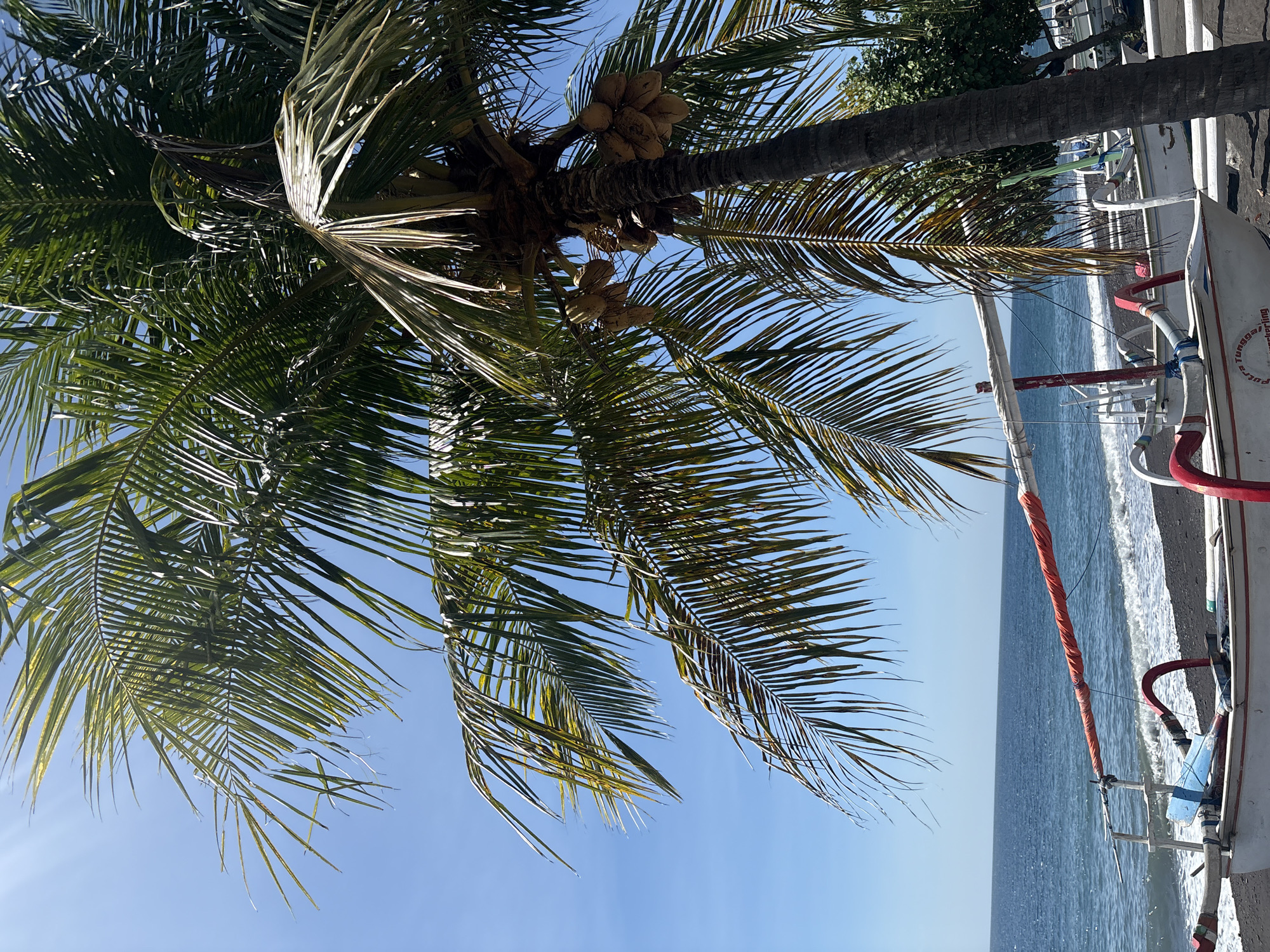 A close-up, eye-level, outdoor shot captures a cluster of coconuts on a palm tree, with the ocean and a beach in the background. The palm tree dominates the right side of the frame, its fronds extending across the top and to the left. The coconuts, light brown and clustered, are visible on the trunk. The ocean is a deep blue, meeting a dark, sandy beach where several white outrigger canoes are pulled ashore. The canoes have red and white accents and some have red and white fabric wrapped around their outriggers. The sky is a clear, bright blue. The scene appears to be a tropical coastal location.