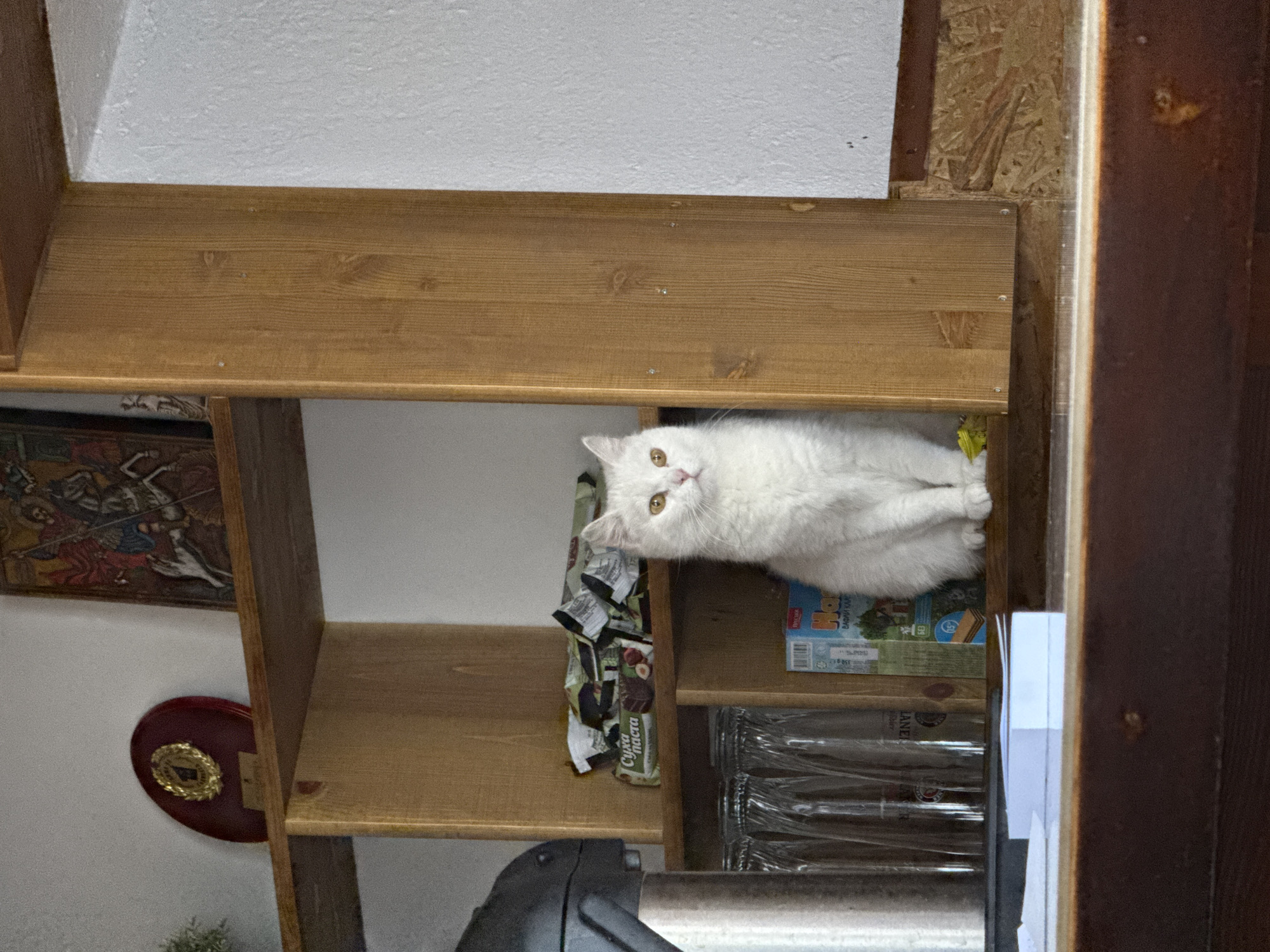 A white cat with yellow eyes sits on a wooden shelf in a dimly lit interior, possibly a cafe or shop, in Yakoruda, Bulgaria. The cat is positioned in the center of the frame, facing slightly to the right. Behind the cat, on the same shelf, are several packages of what appear to be snacks. To the left of the cat, on a higher shelf, is a dark gray electric kettle. Above that shelf are two decorative items: a maroon plaque with a gold emblem and a religious icon depicting a figure on horseback. To the left of the kettle, there are several clear glass bottles arranged in a row. The background consists of a plain white wall on the right and a wooden structure on the left, suggesting a built-in shelving unit. The foreground shows a wooden counter and some white paper objects. The overall lighting is subdued, casting a slight shadow on the left side of the image.