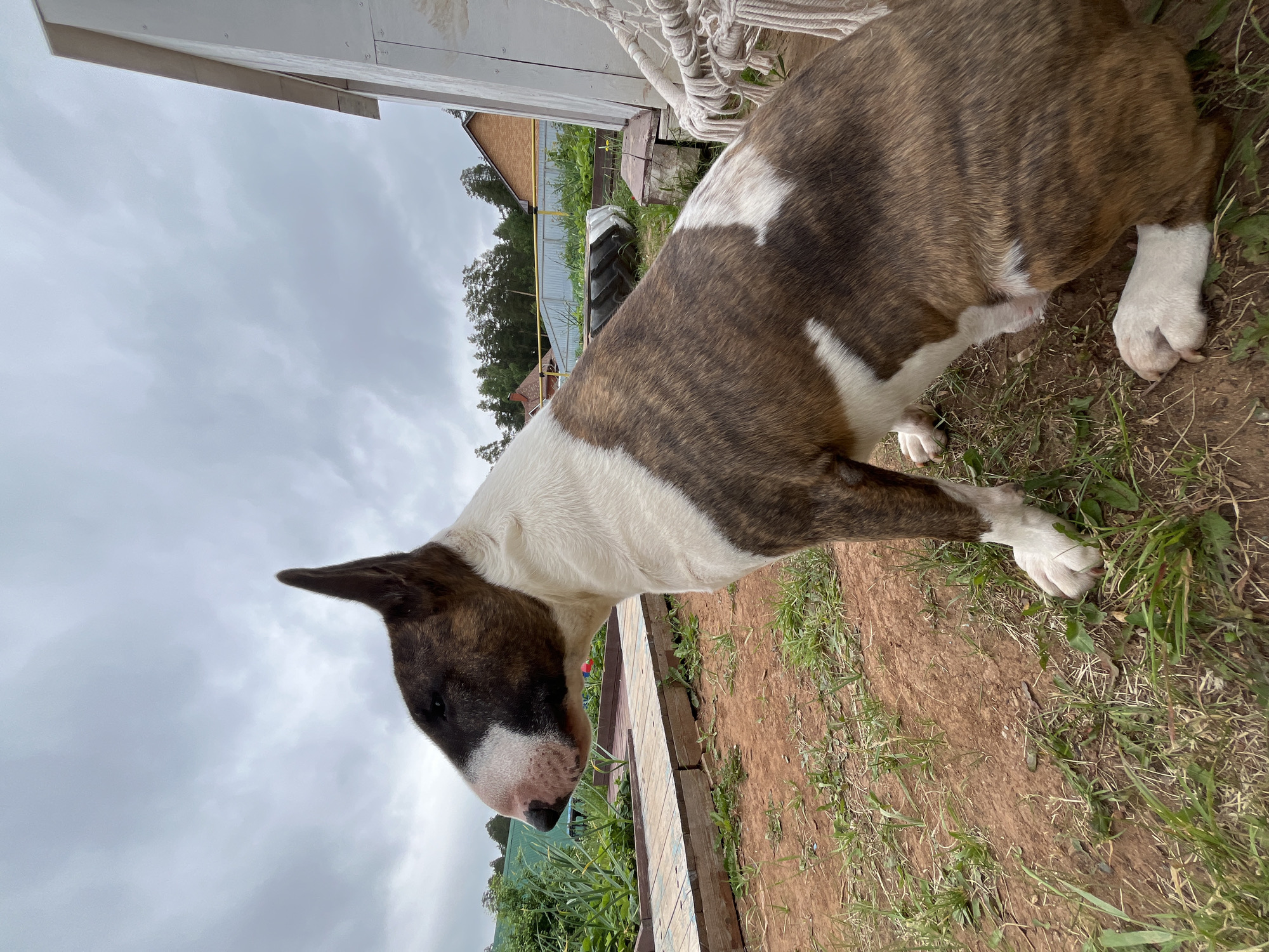A brindle and white Bull Terrier is sitting on the ground in a backyard. The dog is facing left and looking off into the distance. In the background, there is a garden, a wooden structure, a white building, a fence, and trees. The sky is cloudy. The location is the city of Chaikovsky, Russia.
