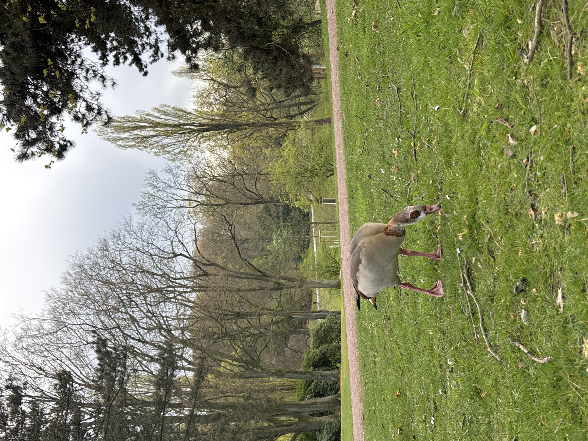 The image shows an Egyptian goose standing on a grassy area next to a dirt path. The background features a park with trees, some bare and some with light green foliage. The sky is overcast. The location is Unknown, Unknown.