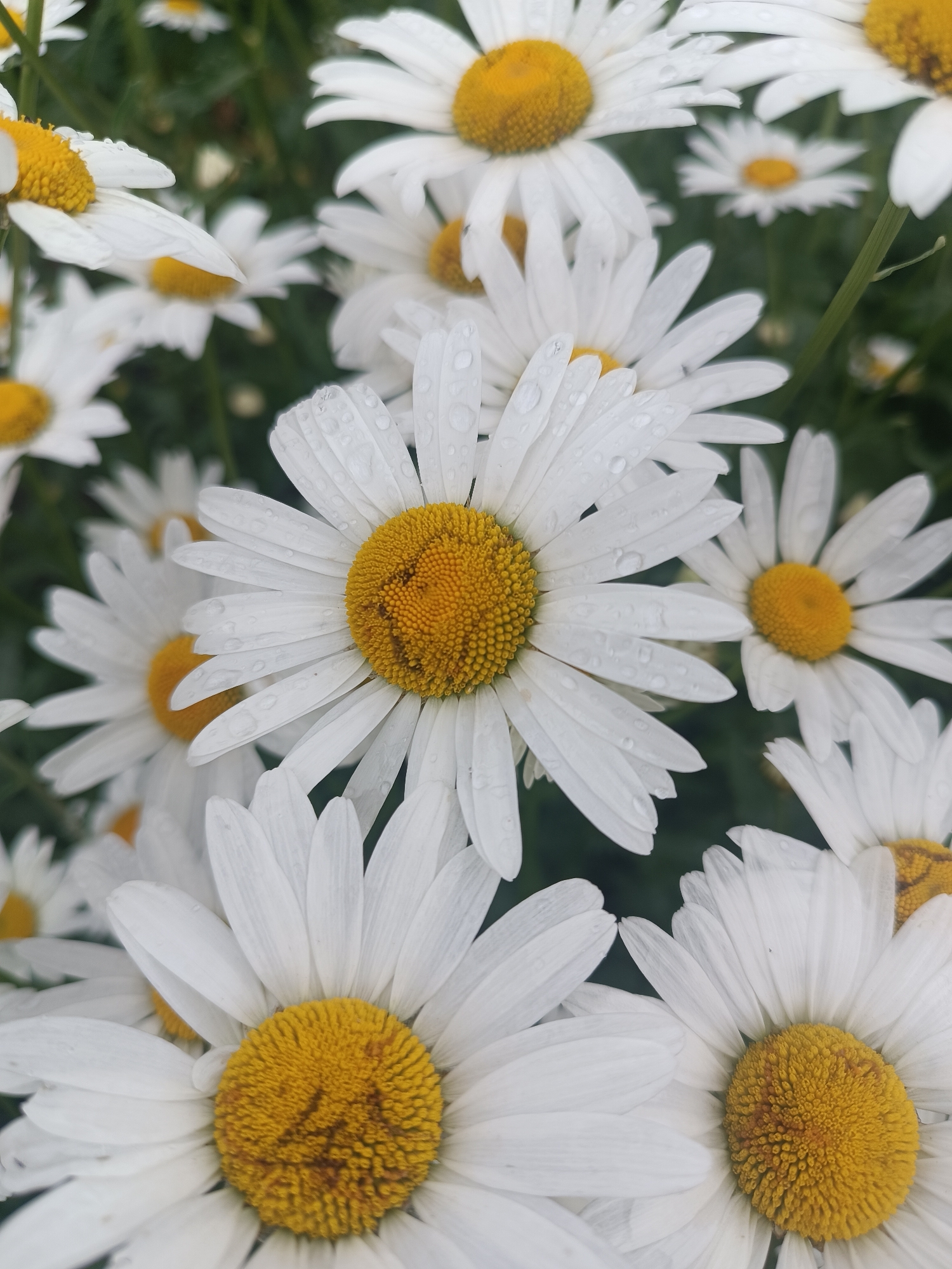 This is a close-up, high-angle, eye-level, medium shot photograph of a cluster of white daisies with yellow centers. The flowers are in bloom and some appear to have water droplets on their petals, suggesting recent rain or dew. The background consists of blurred green foliage, indicating they are growing outdoors. There are no people, animals, or man-made structures visible in the image. The scene depicts a natural outdoor environment. The location in the city of Chaikovsky, Russia is not discernible from the image itself.