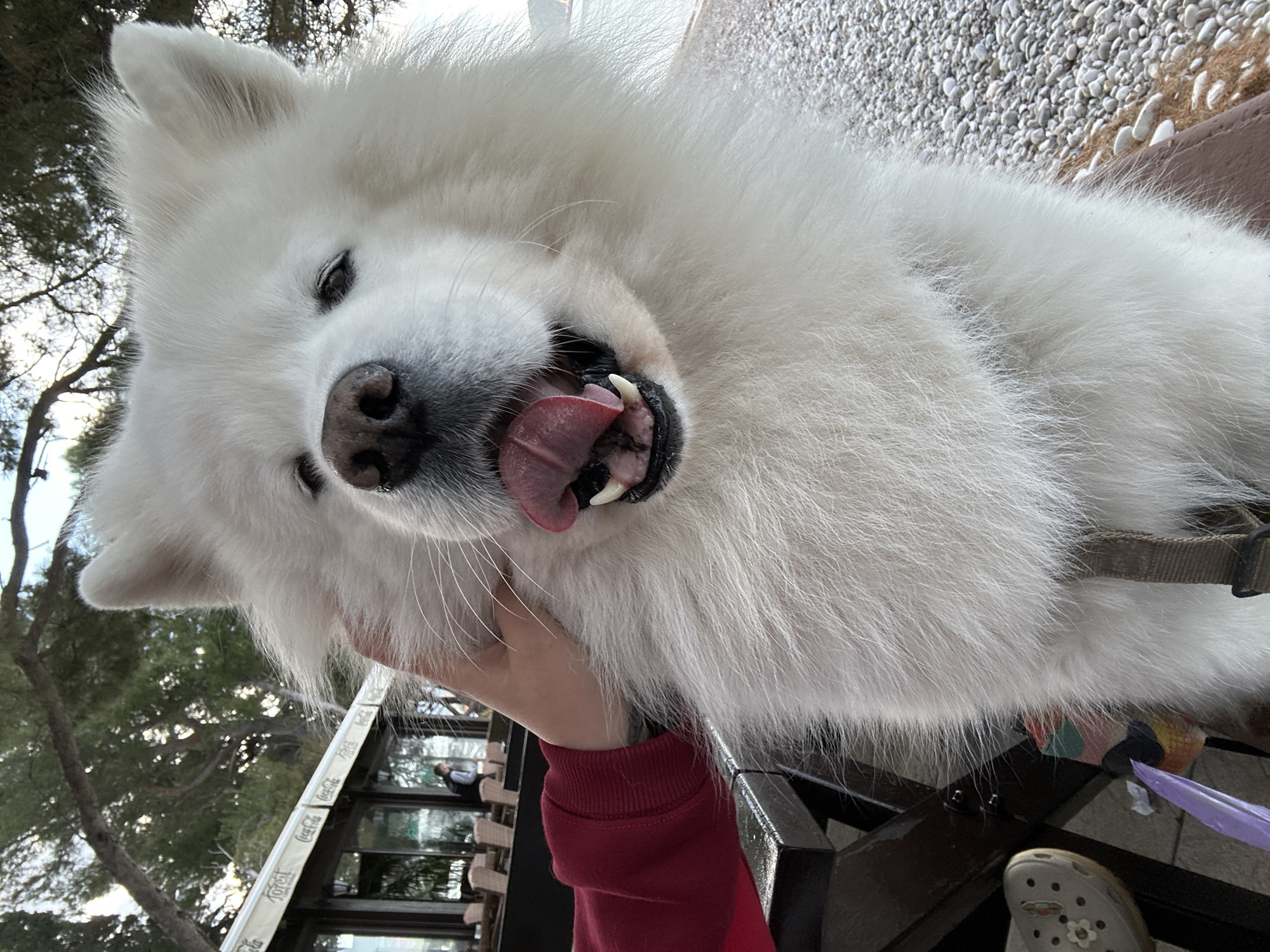 A close-up shot of a white Samoyed dog with its mouth open and tongue sticking out, being held by a person wearing a red sweater. The dog has a black nose and visible teeth. The person's hand is visible holding the dog's fur. The environment includes an outdoor cafe-like setting with trees and pebbles visible in the background. The shot is taken in Šušanj, Montenegro. A building with a "Coca-Cola" sign is partially visible in the background. Part of a chair, a purple plastic bag, and a beige Croc shoe are also visible.