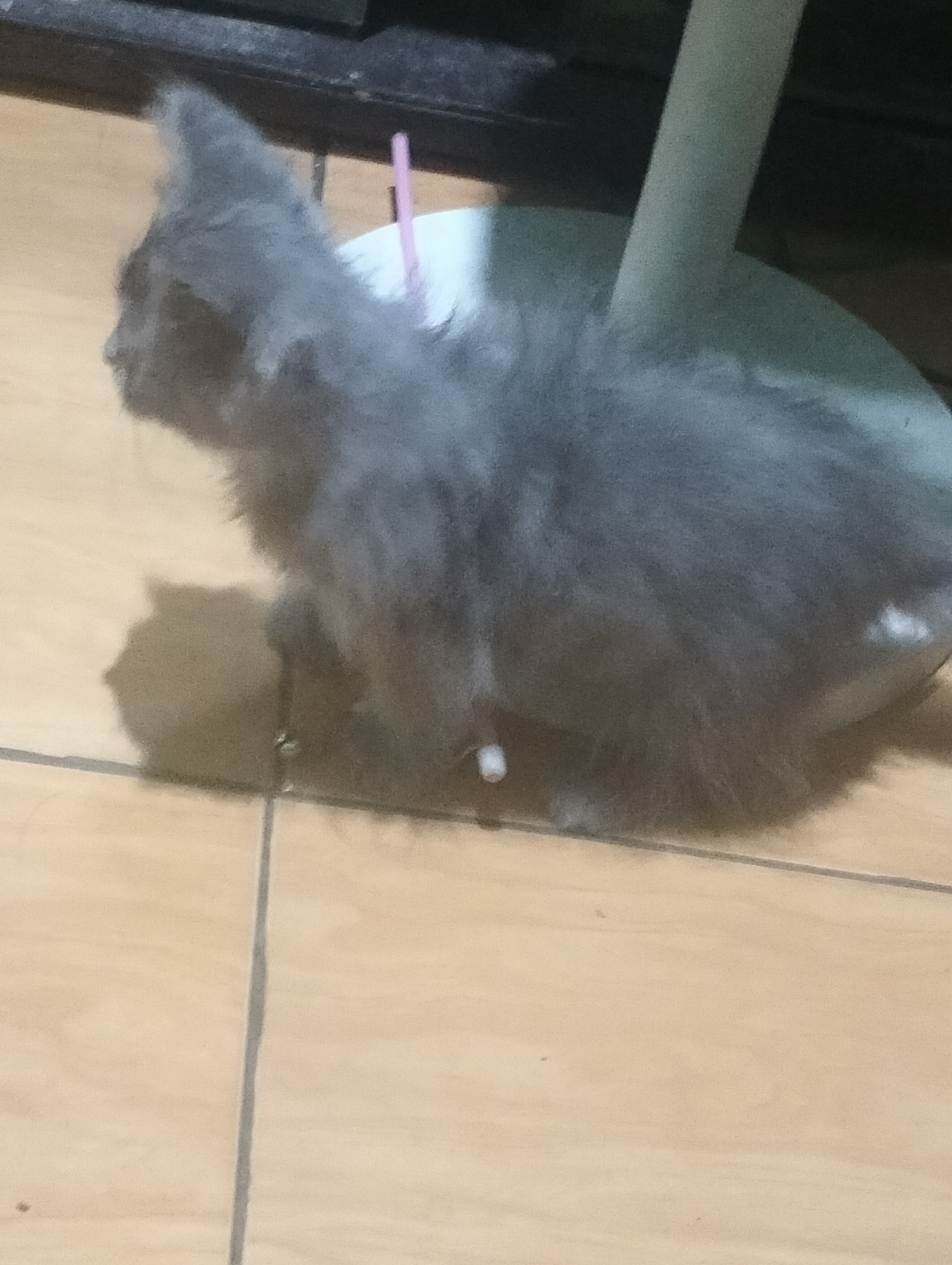A blurry, grey, long-haired cat is sitting on a tiled floor. The cat is facing to the left and its tail is not visible. There is a pink straw sticking out of the cat's back. A shadow of the cat is cast on the floor to its left. A light blue object is partially visible behind the cat. The background is dark and out of focus. The location is Jetis, Indonesia.