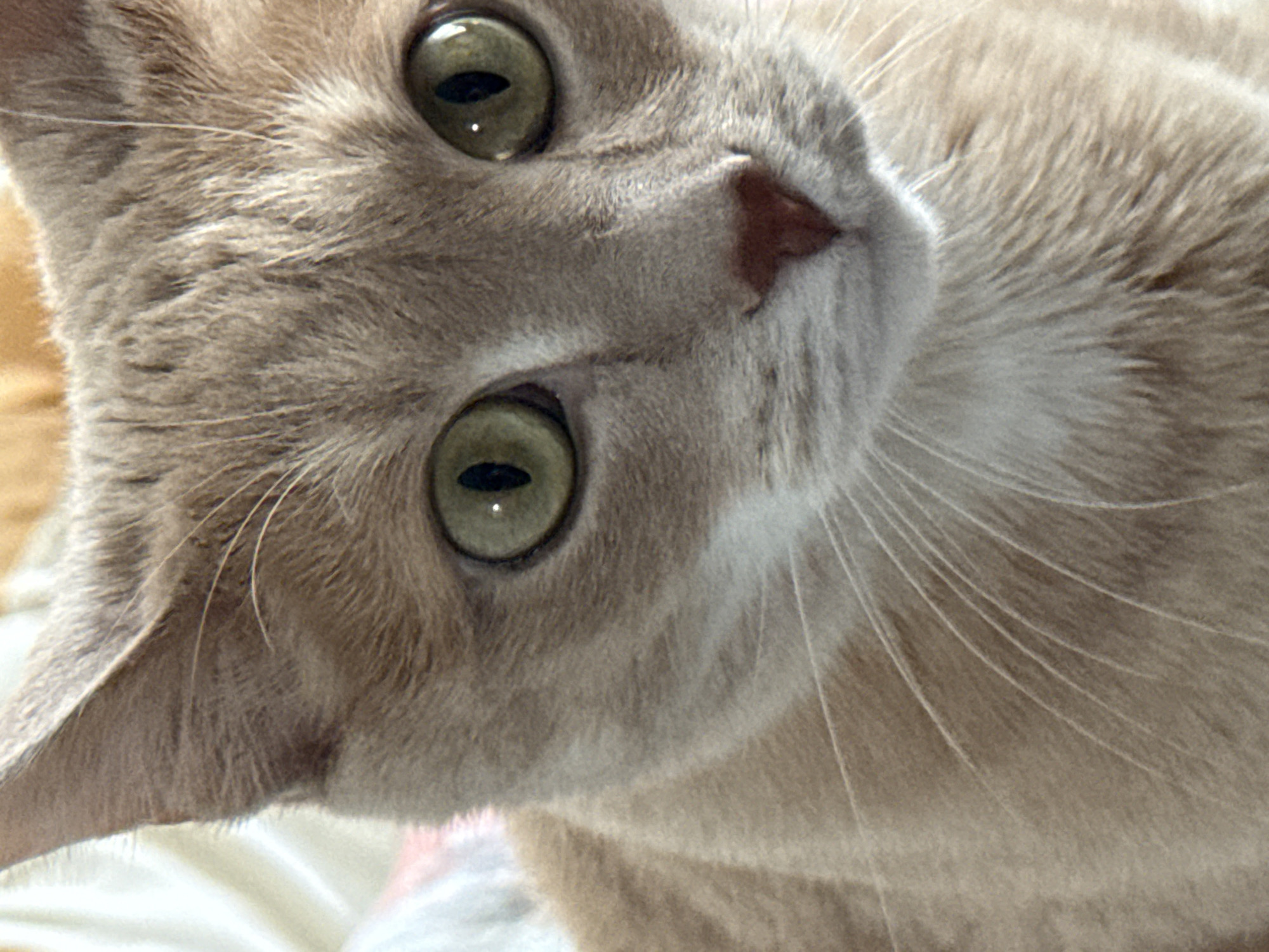 A close-up shot captures the head of a tan cat with green eyes. The cat's head is slightly tilted, and the focus is primarily on its face, highlighting the eyes, nose, whiskers, and fur texture. The background is blurred and indistinct, suggesting a shallow depth of field. There is no visible information to determine the location of the city of Chaikovsky, Russia in the image.