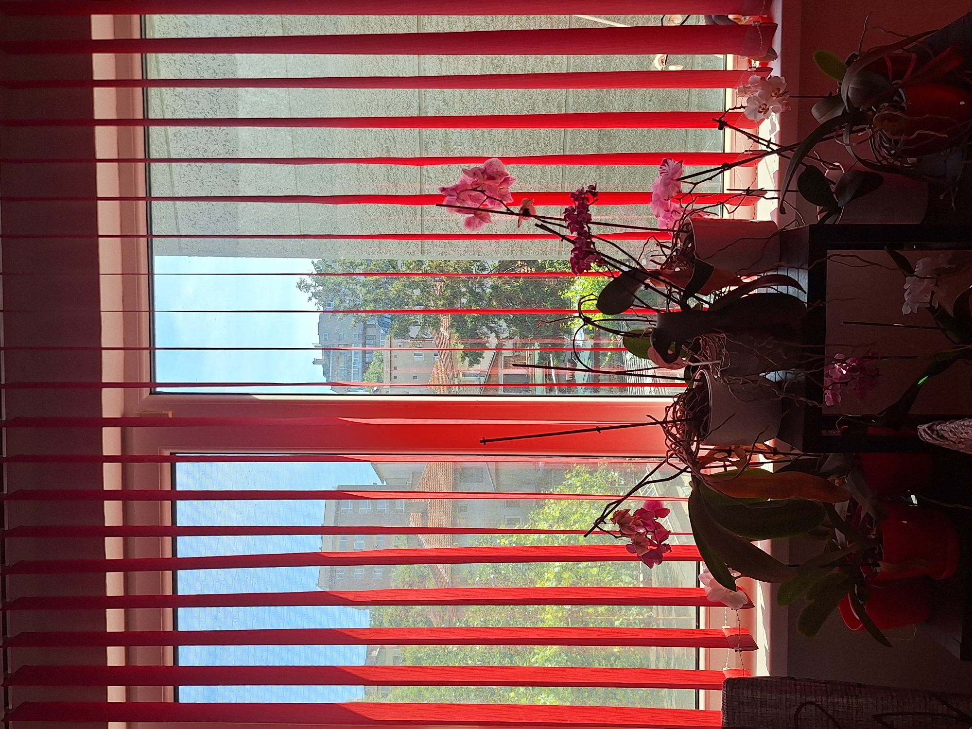 A bright, sunlit room with red vertical blinds partially obscuring a window view of a city. The blinds are open, allowing light to stream in and create vertical stripes of light and shadow across the scene. In the foreground, several potted orchid plants are visible. One orchid in the center is in bloom with delicate pink flowers. Another plant to the left has large green leaves and some dried, yellowed leaves. To the right, another orchid with white flowers is in bloom. The plants are arranged on a dark surface, possibly a shelf or table. Beyond the plants, through the blinds, the window reveals a cityscape with buildings of varying heights and architectural styles, interspersed with green trees. The sky is a clear blue. The overall impression is one of indoor domesticity contrasted with an urban outdoor environment, bathed in warm sunlight. This scene is located in Varna, Bulgaria.