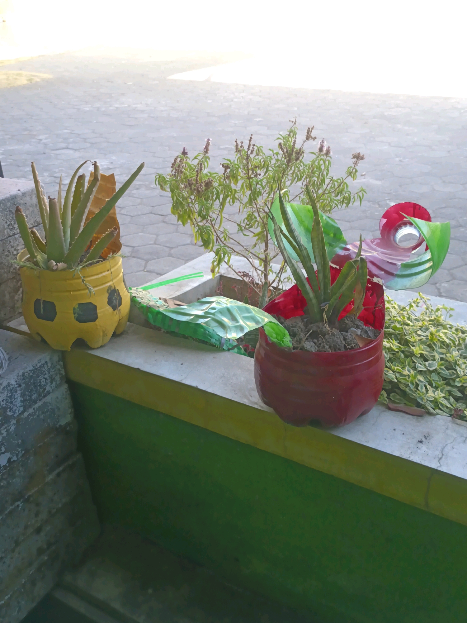 The image displays a collection of potted plants situated on a concrete ledge. In the foreground, a yellow plastic bottle has been repurposed as a planter, containing an aloe vera plant. To its right, a red plastic bottle serves as a planter for a snake plant. Behind these, a small shrub with developing flowers is visible, along with a small, leafy plant on the far right. A decorative piece made from cut plastic bottles in red and green hues is also present, placed behind the snake plant. The background shows a paved area, likely a sidewalk or courtyard, under bright daylight. The scene appears to be an outdoor setting in Sarimulyo, Indonesia, characterized by the use of recycled materials for gardening and the presence of local flora.