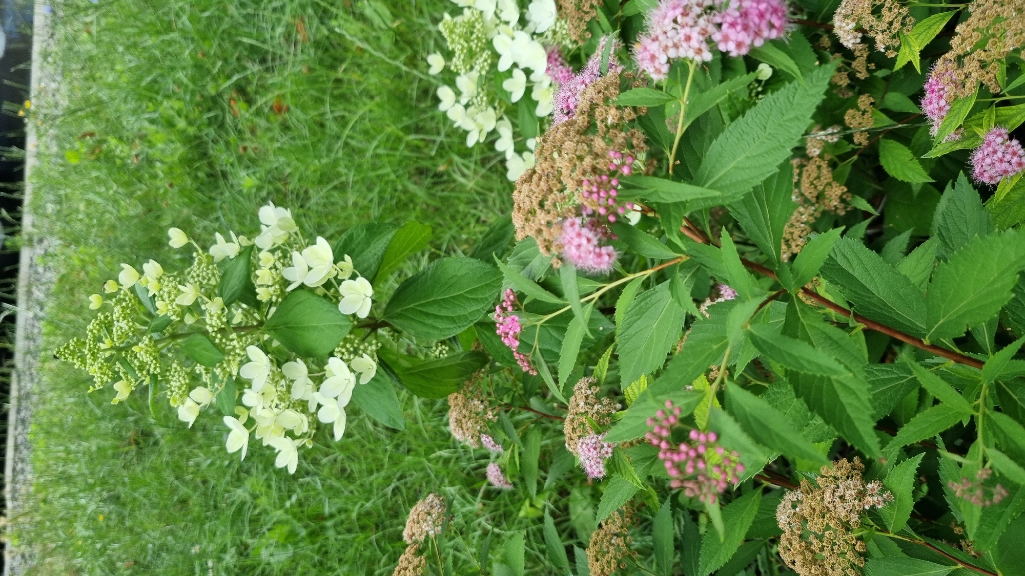 This is a close-up, eye-level, outdoor photograph taken in Smila, Ukraine, featuring a cluster of flowering plants against a blurred background of green grass. The foreground is dominated by lush green foliage and several flowering shrubs. On the left and center, there are branches adorned with small, delicate pink flower buds and some clusters of dried brown flower heads. Towards the upper center and right of the image, a taller plant with creamy white flowers, resembling hydrangea, is visible. The overall scene depicts a naturalistic garden setting, with no people or specific man-made structures clearly identifiable.