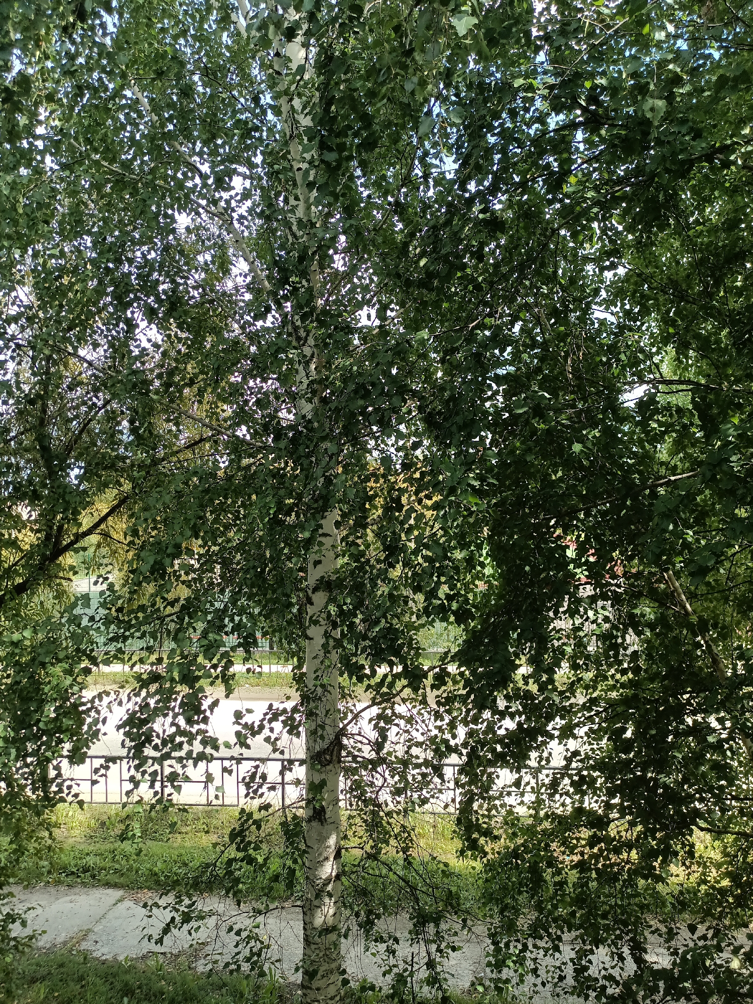 The image depicts a view looking up through the leafy branches of trees, primarily a birch tree with its characteristic white, mottled bark. The foliage is dense and green, with sunlight filtering through, creating dappled light effects. Below the trees, a paved path runs horizontally across the lower portion of the frame. Beyond the path, a dark metal fence with a grid-like pattern is visible, separating it from a grassy area and a road. In the background, a blurred structure, possibly a building, can be seen. The scene appears to be an outdoor urban or suburban setting, likely a park or residential area. The presence of birch trees and the general vegetation are consistent with the climate of Nyagan, Russia, a city located in the Khanty-Mansi Autonomous Okrug, known for its boreal forests.