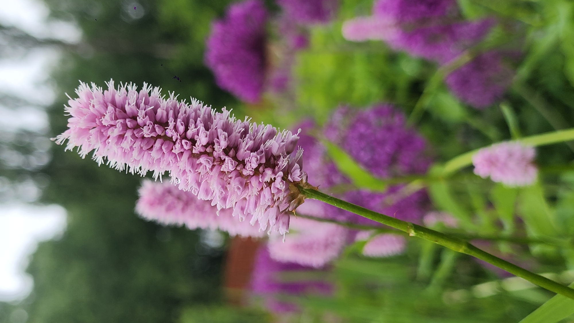 The image depicts a close-up of a pink flower with a fuzzy, cylindrical shape. The flower stem is green and appears to be part of a larger plant. In the blurred background, there are more flowers in shades of purple and pink, surrounded by green foliage. The specific location within Moscow, Russia cannot be determined from the visual information. The scene appears to be a garden or natural area.