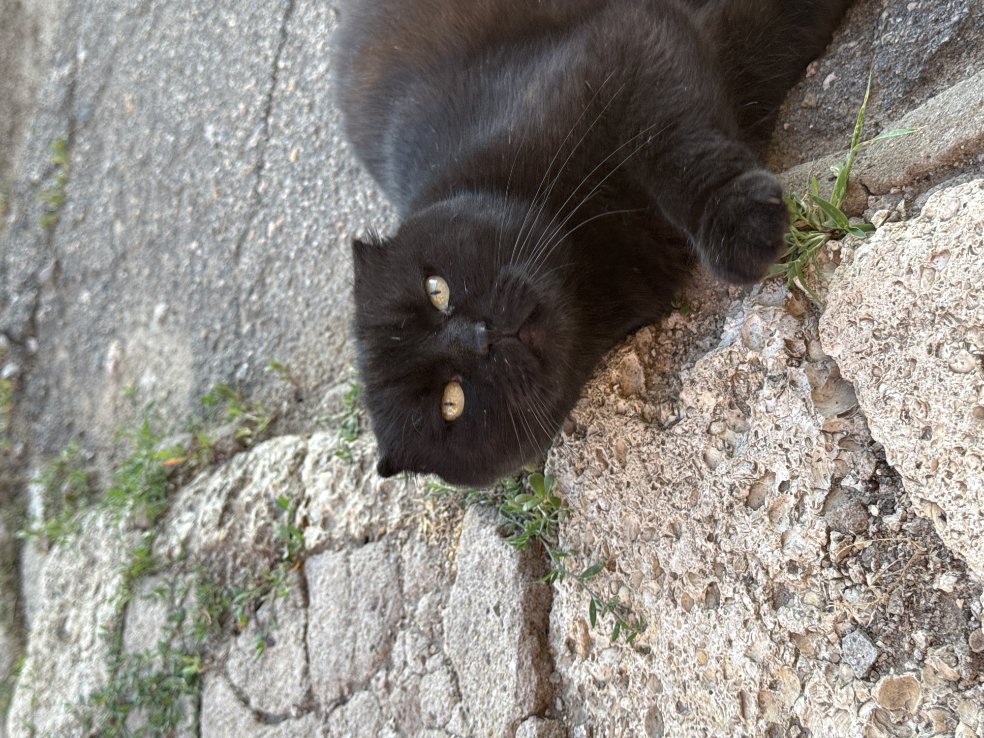 A black cat is lying on cracked pavement with patches of green grass growing through. The cat has yellow eyes and is looking towards the camera. The cat's body takes up a significant portion of the right side of the image. The background consists of rough, grey pavement and larger, light-colored stones with a textured surface, also with some grass interspersed. The lighting suggests it is daytime.