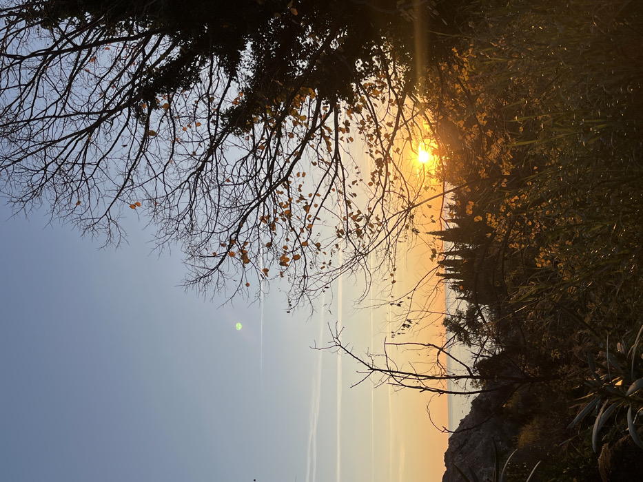 A sunset illuminates trees in this rotated view. Wispy contrails streak across the blue and orange sky. The sun shines brightly through tree branches on the right. Leafless tree branches arch across the top, revealing a few scattered yellow leaves. Vegetation fills the bottom right corner, and a rocky formation appears at the bottom. The bright sun creates a golden glow.