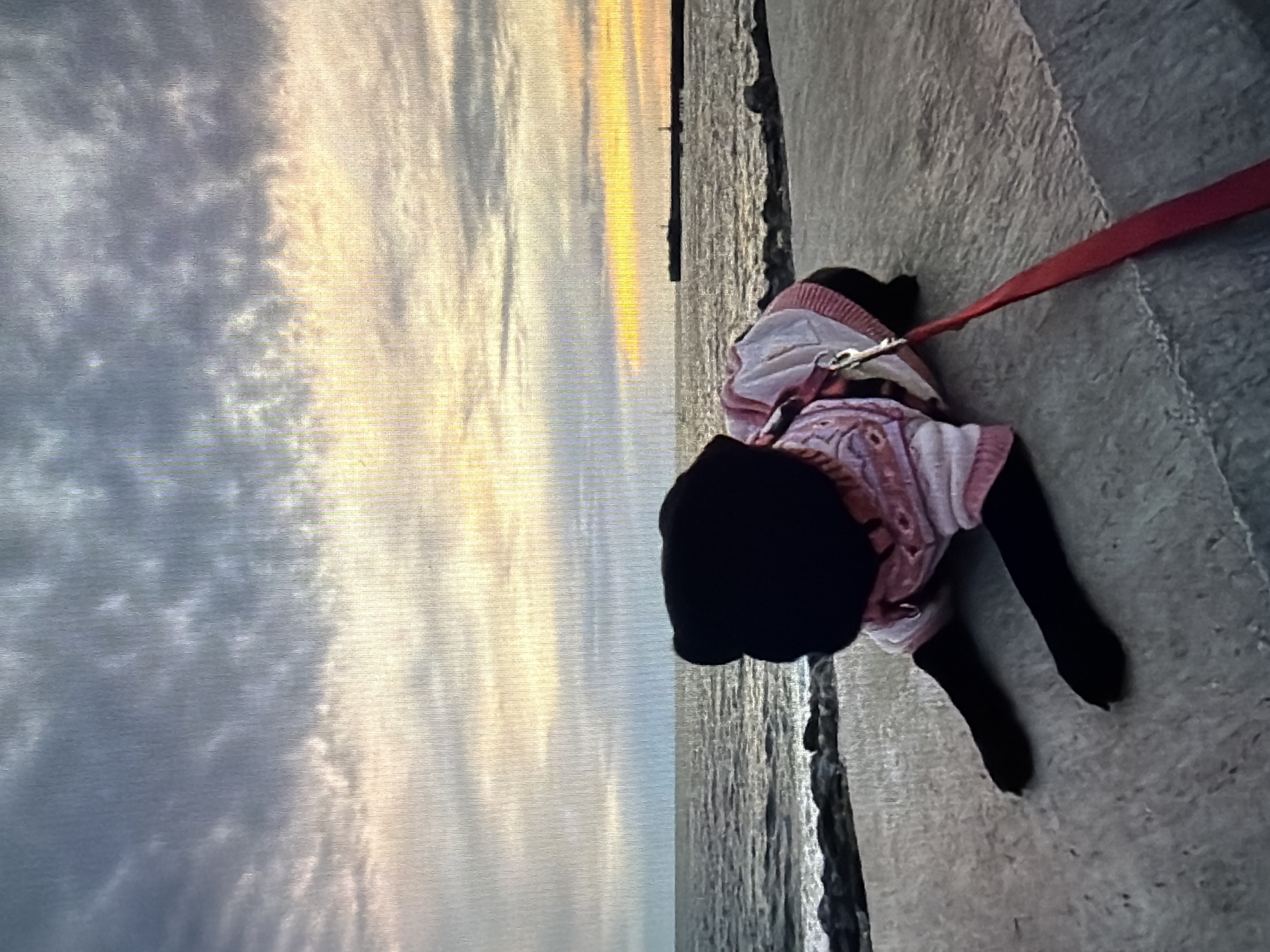 A small, black dog, wearing a pink and white patterned sweater, is on a leash on a concrete surface. The dog is facing away from the camera, and its paws are visible. The leash is red and extends to the right of the frame. Behind the dog, a body of water reflects the sky, which is filled with clouds. The sky is illuminated with soft, warm colors, suggesting that it is either sunrise or sunset. The concrete surface appears to be a walkway or pier, possibly near the water. The overall scene conveys a sense of calm and peacefulness. The location context is Sirius, Russia. There is no visible text in the image.