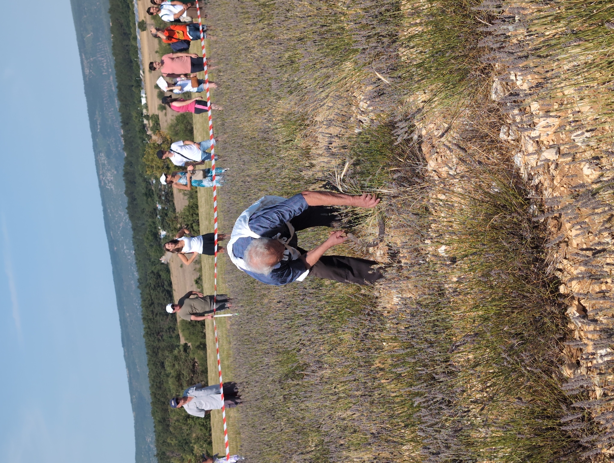 The image depicts a man with gray hair, wearing a blue and white striped shirt and dark pants, stooping to harvest lavender in a field. He is in the foreground and appears to be using a tool in his right hand to cut the lavender stalks. Behind him, a line of people stands on a path, separated from the field by a red and white striped ribbon. The background shows a wooded hillside under a clear blue sky. The setting is consistent with a lavender field in the area of Saint-Trinit, France, known for its agricultural landscapes. The people in the background are casually dressed and observing the activity in the field. The overall scene suggests a rural agricultural setting, possibly during a harvest event or a tourist visit to a lavender farm.
