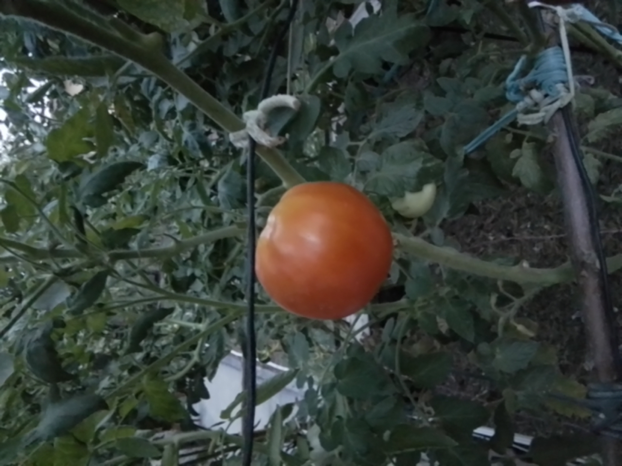 The image shows a close-up of a single, ripe tomato on a vine. The tomato is a vibrant orange-red color and appears smooth and round. It is attached to a green stem, which is supported by what looks like a stake or trellis. The background is filled with green tomato leaves and other foliage, suggesting an outdoor garden setting. The lighting is dim, indicating it might be overcast or late in the day. There are no people visible in the image, and the focus is entirely on the tomato and its plant. The scene is set in a natural environment, likely a garden or farm, and there are no urban elements visible that would suggest a specific location within Taraz, Kazakhstan.