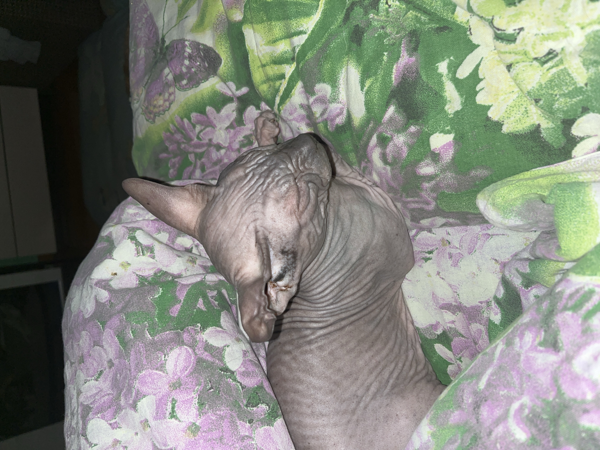 A hairless cat is resting on a bed covered with floral-patterned linens. The cat's head is turned to the left, and its eyes are closed. The linens are predominantly purple and green with white floral patterns. The environment appears to be an indoor setting with minimal light. There is no evidence to indicate the location is Nizhny Tagil, Russia.
