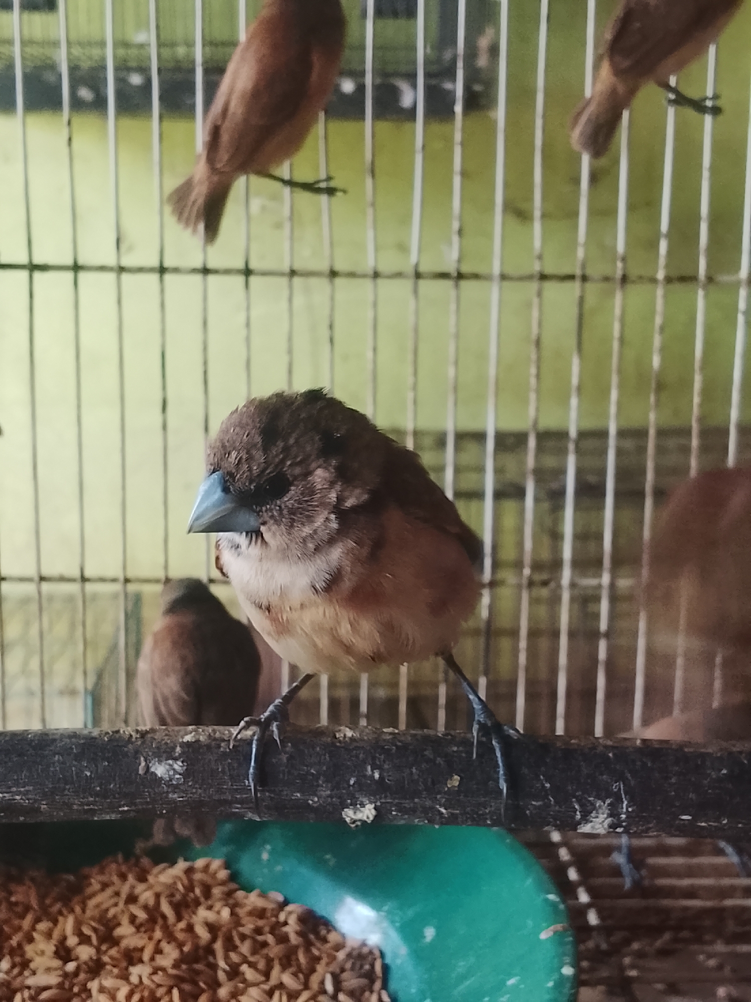 A close-up shot captures a small brown bird with a black head and a blue-gray beak perched on a dark brown wooden bar inside a cage. The bird is facing left, with its head tilted downwards. In the background, other brown birds are visible, some blurred and out of focus. The cage has light-colored bars against a pale green wall. A green plastic food dish filled with birdseed is situated below the perch. The image appears to be taken in Kuta Trieng, Indonesia, likely in a domestic setting where birds are kept.