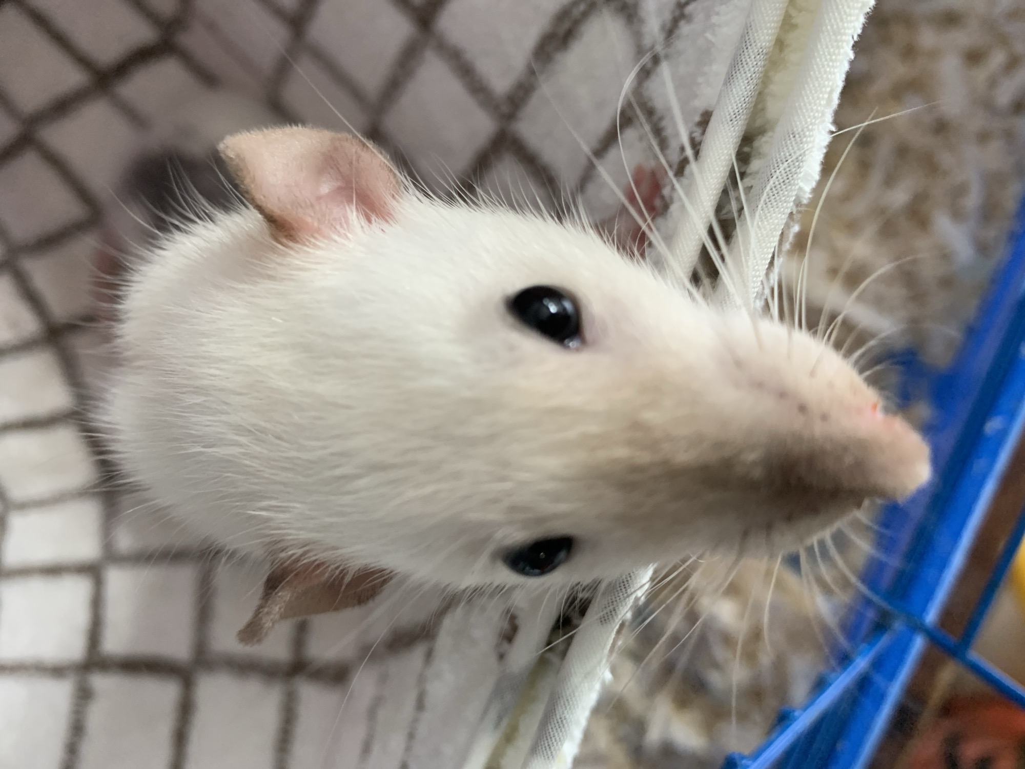 A close-up shows a white rat with pink ears and nose. The rat has black eyes and white whiskers. Its paws are visible. The background includes a white and grey checkered fabric, a white fabric strip, and a blue metal cage. There is no information to suggest the location is in the city of Stavropol, Russia.