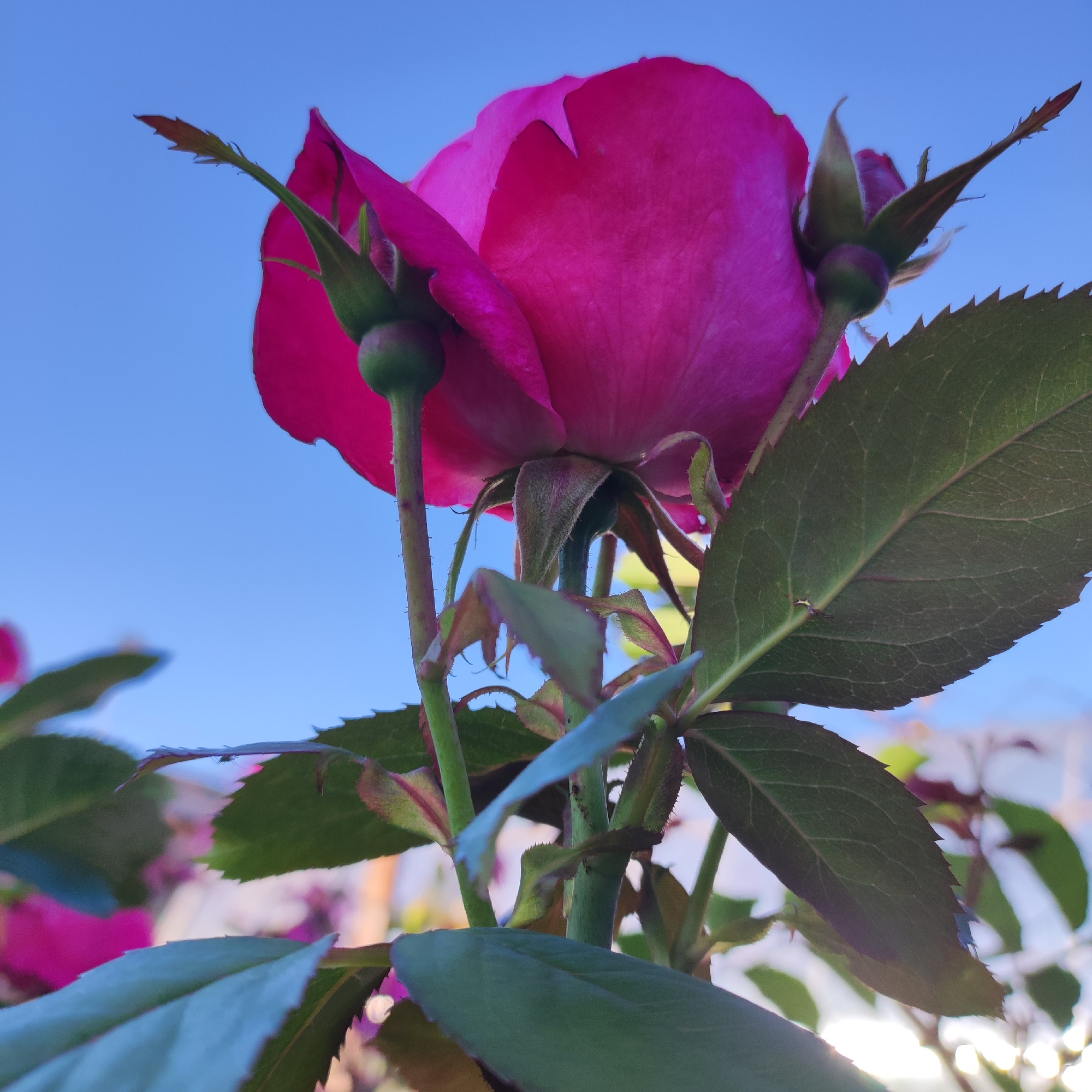 This image is a close-up, low-angle shot of a bright pink rose against a clear blue sky, likely taken in Navoloki, Russia. The rose is the primary subject, with its petals and buds prominently displayed. Several green leaves and thorny stems are visible, framing the flower. Two rosebuds, one partially open and the other more tightly closed, are positioned near the main bloom. The sky is a vibrant, cloudless blue, suggesting fair weather and daylight. The lighting indicates it is likely daytime, possibly late afternoon due to the warm glow on some of the leaves. The focus is on the intricate details of the rose and its foliage, with the background of the sky providing a stark contrast. There is no visible text in the image. The overall impression is one of natural beauty and the simple elegance of a blooming rose.