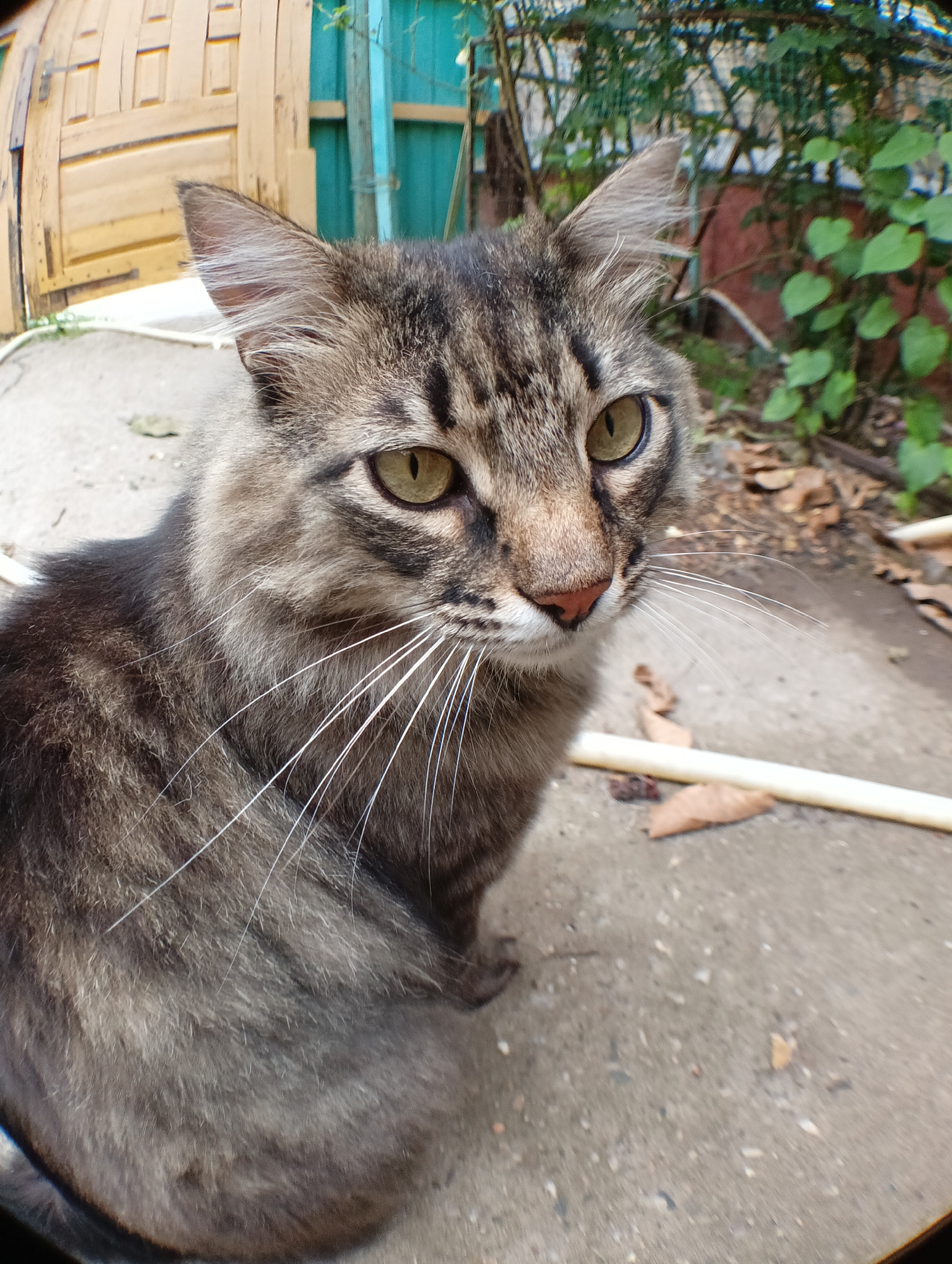 A medium shot of a tabby cat with long fur and green eyes is captured in a fisheye lens perspective. The cat is sitting on a concrete surface, with its body angled slightly to the right and its head turned to face the camera. Its fur is a mix of brown, black, and gray tabby markings, with prominent white whiskers.
In the background, a weathered wooden gate with vertical planks is visible on the left. To the right of the gate, a turquoise fence made of vertical wooden slats is present. Green foliage, appearing to be from trees and bushes, forms a backdrop behind the fence. The ground is concrete, with scattered dry leaves and a light-colored pipe or hose running horizontally across the frame.
The overall environment suggests an outdoor setting, likely a yard or alleyway. The fisheye lens distorts the edges of the image, creating a curved perspective. The lighting appears to be natural daylight. The cat is the central subject, with the background providing context for its location. There are no people or other animals visible in the frame. The scene is static, with the cat in a seated position.