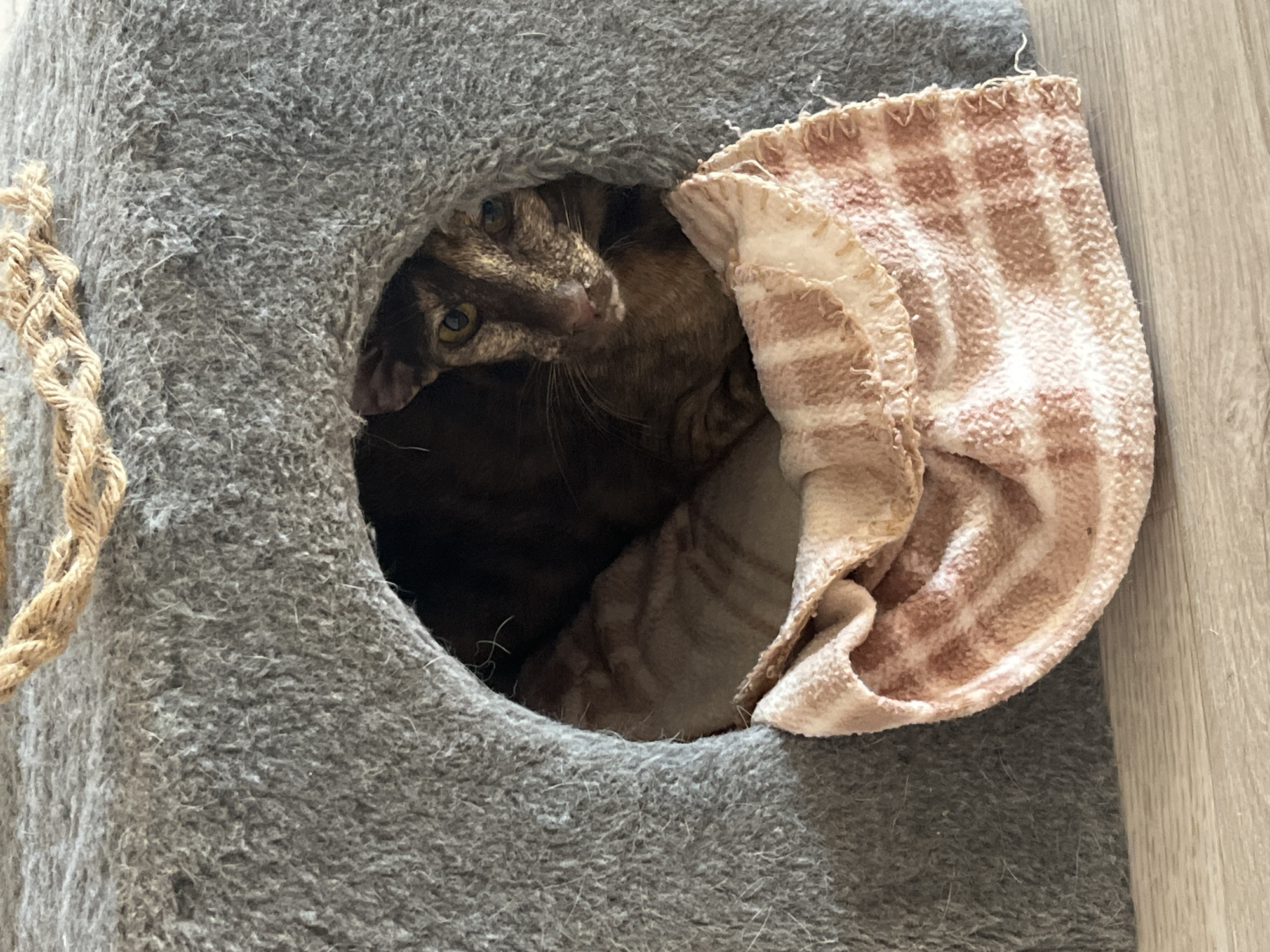 A brown tabby cat peeks out from a round opening in a grey, carpeted cat tree, likely within a home in Chaikovsky, Russia. The cat's head is tilted, showing its green-yellow eyes and patterned fur, suggesting curiosity or watchfulness. Its dark brown fur blends into the shadows inside the cat condo.
The cat tree is covered in a soft, grey, shaggy carpet that appears well-used with some loose fibers. A light-colored, loosely braided rope, characteristic of a scratching post, is visible on the left side of the cat tree. A soft blanket or towel, featuring a light background with reddish-brown checkered or striped patterns, is draped over the edge of the opening, providing bedding or comfort for the cat. The blanket's edge shows visible stitching.
The flooring around the cat tree is light-colored wood, with distinct planks running horizontally in the image. The scene is well-lit, indicative of daytime. There is no visible text in the image.