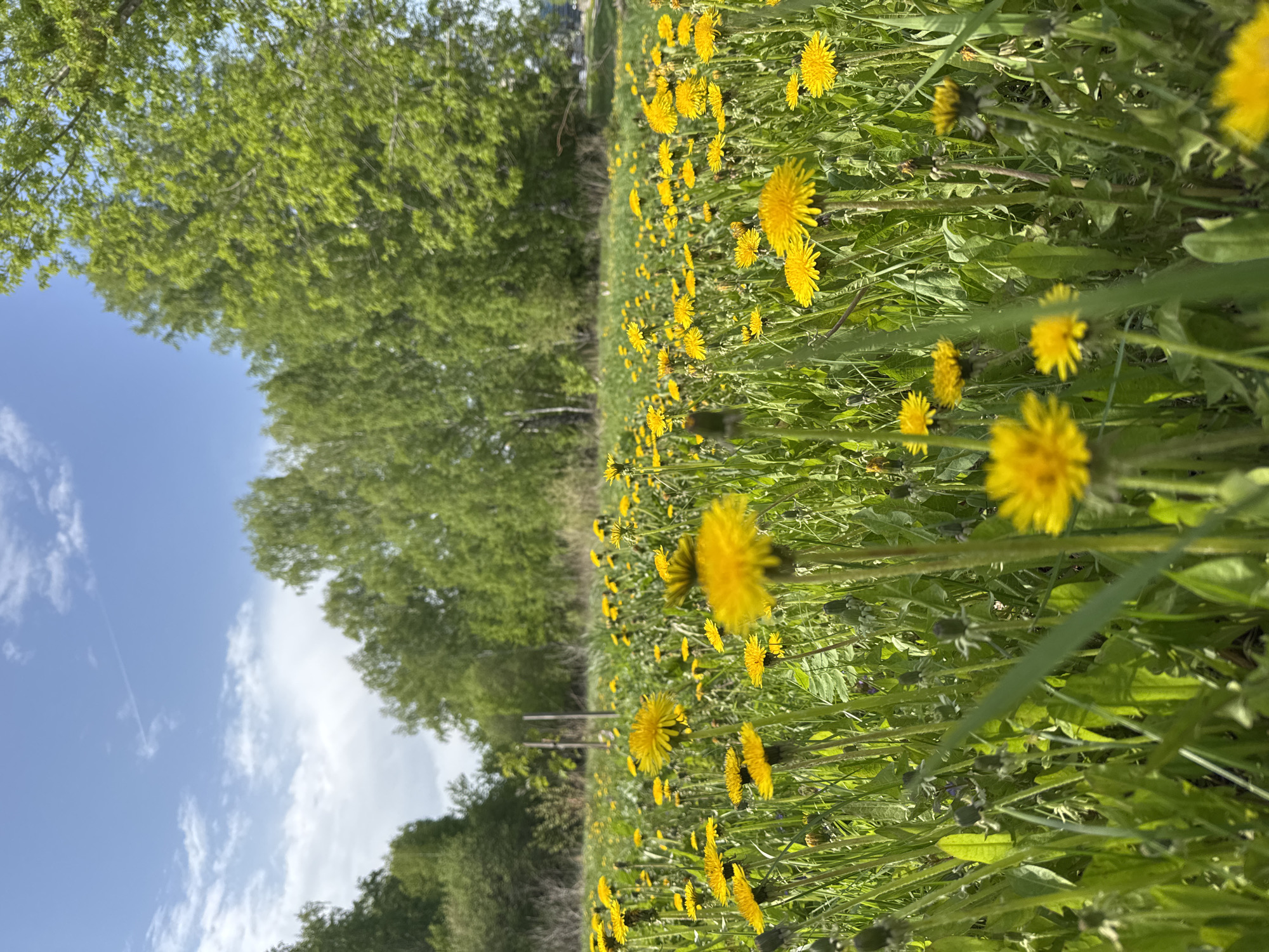 A field of dandelions stretches towards a line of trees in Krasnoobsk, Russia. The sky is blue with scattered clouds.