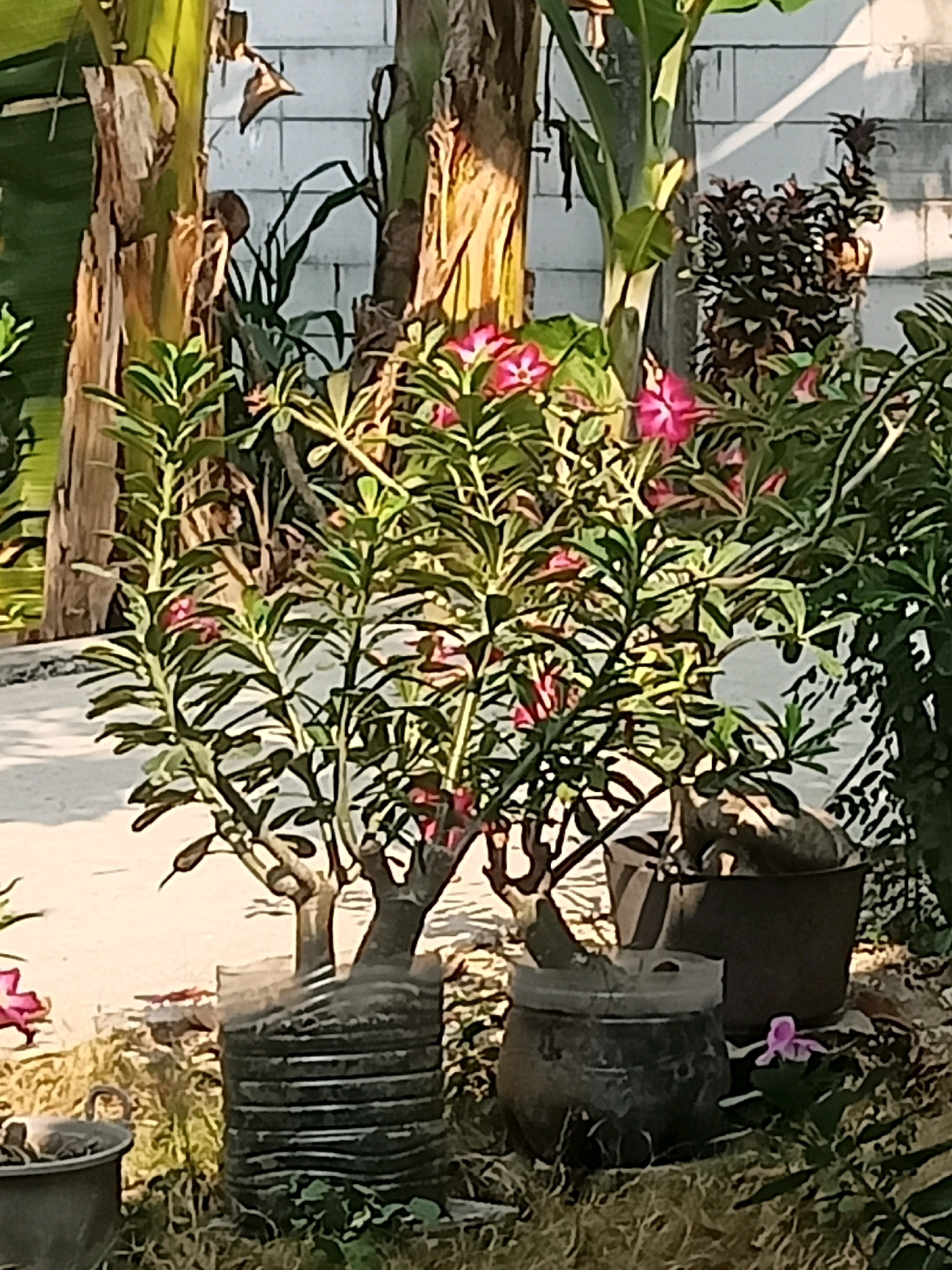 A medium shot captures an outdoor scene in Sumberlawang, Indonesia. The focal point is a plant with multiple branching stems, bearing bright pink flowers and numerous green leaves. This plant is potted in a container fashioned from a ribbed plastic material, which appears to be a repurposed bottle. To the right of this main plant, another pot is visible, containing a darker plant with spiky leaves. In the background, a white brick wall serves as a backdrop, partially obscured by thick tree trunks, one of which has a rough, brown texture. The ground is covered with a mix of dry grass and scattered foliage. Sunlight illuminates the scene, creating shadows on the ground and highlighting the plants.