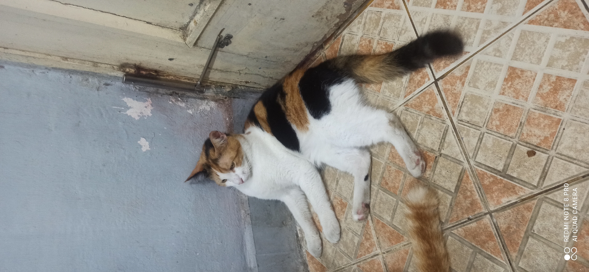 A calico cat is lying on a tiled floor next to a wall and a door in Sedati Agung, Indonesia. The cat has patches of white, black, and orange fur and its tail is fluffy. The wall is painted a light blue color and appears to be somewhat worn, with some peeling paint. The door is a light color, possibly white or cream, and has a metal latch. The floor is covered in square tiles with a pattern of beige and reddish-brown colors.