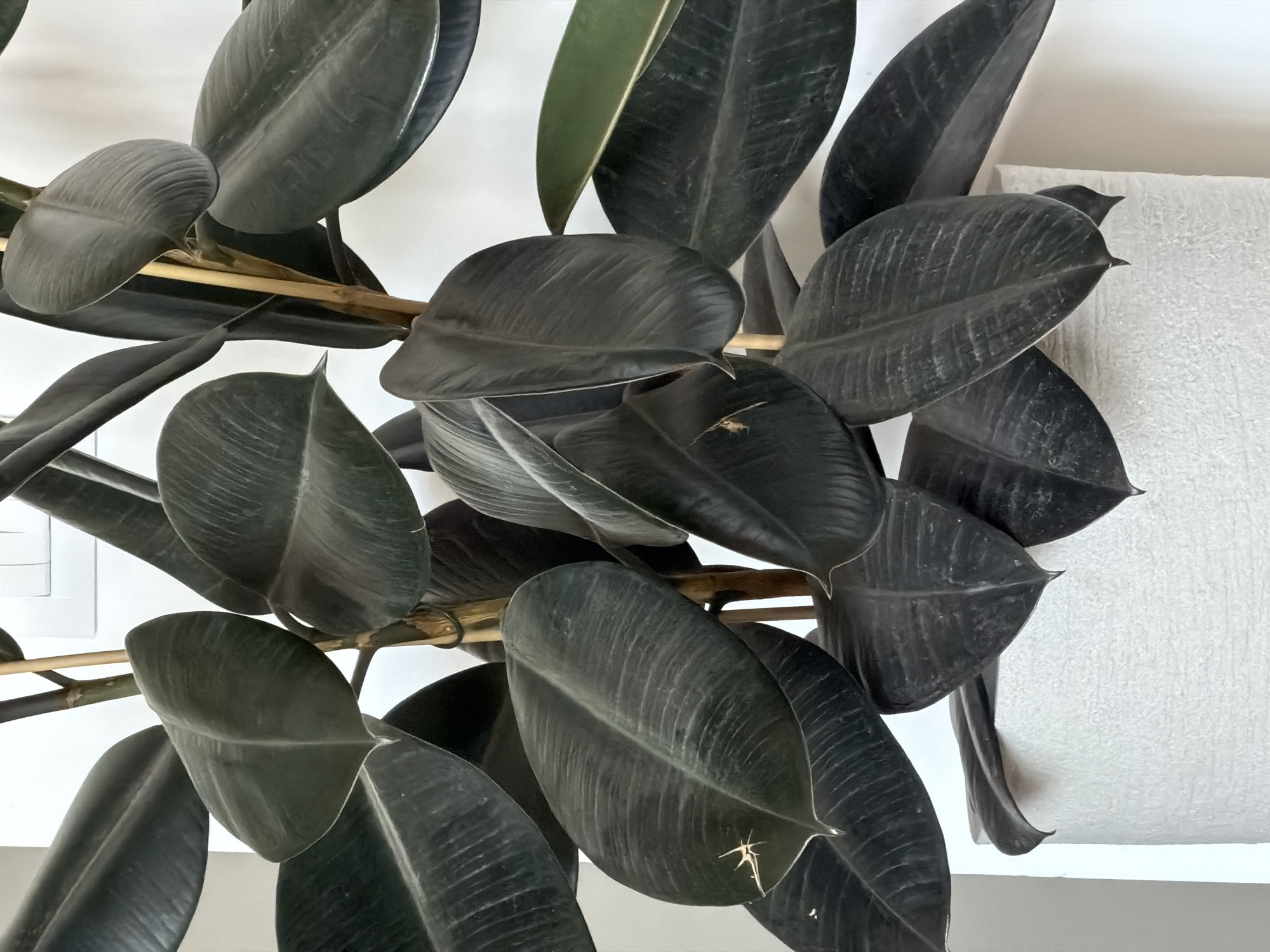 A close-up, high-angle shot shows a rubber plant with dark green, glossy leaves. The plant is supported by bamboo stakes. A textured white wall is visible in the background. The location is unknown, and there are no people, subjects, objects, actions, or interactions other than the plant and the wall. The claim that this photo was taken in Ramat Gan, Israel cannot be confirmed.