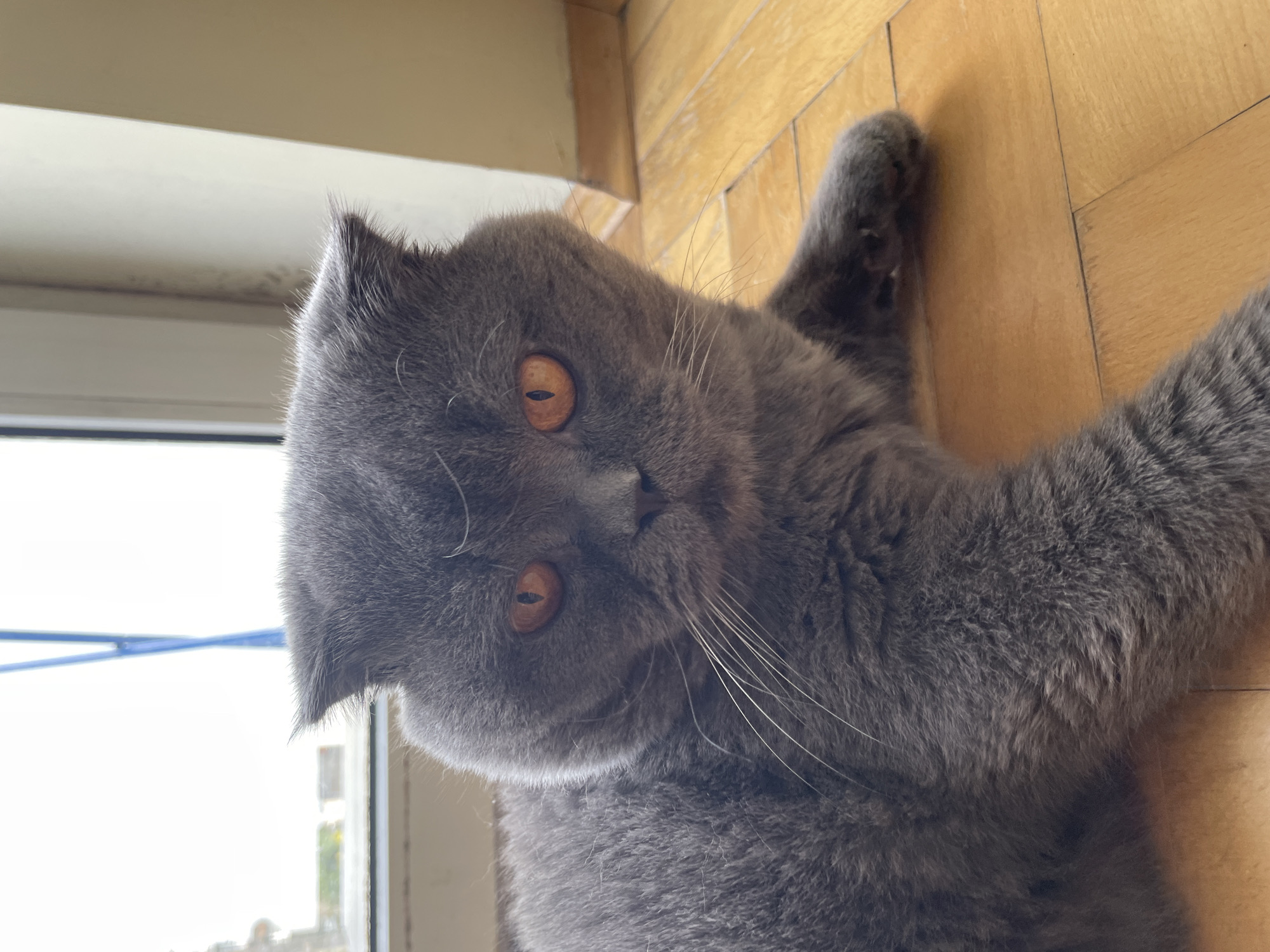 A grey, short-haired cat with folded-back ears and prominent orange-amber eyes is centered in a medium shot, lying on a light-colored wooden plank floor. Its white whiskers extend outwards from its muzzle, and its fur texture is clearly visible. The cat's gaze is directed forward, specifically at the camera. In the background to the left, an overexposed window reveals an indistinct bright outdoor scene with a thin, vertical blue object. To the right of the cat, a cream-colored wall or pillar is visible. The wooden floor planks run horizontally and vertically, showing faint lines where they meet. The scene is indoors, illuminated by natural light entering through the window. The location is in the city of Unknown, Unknown.