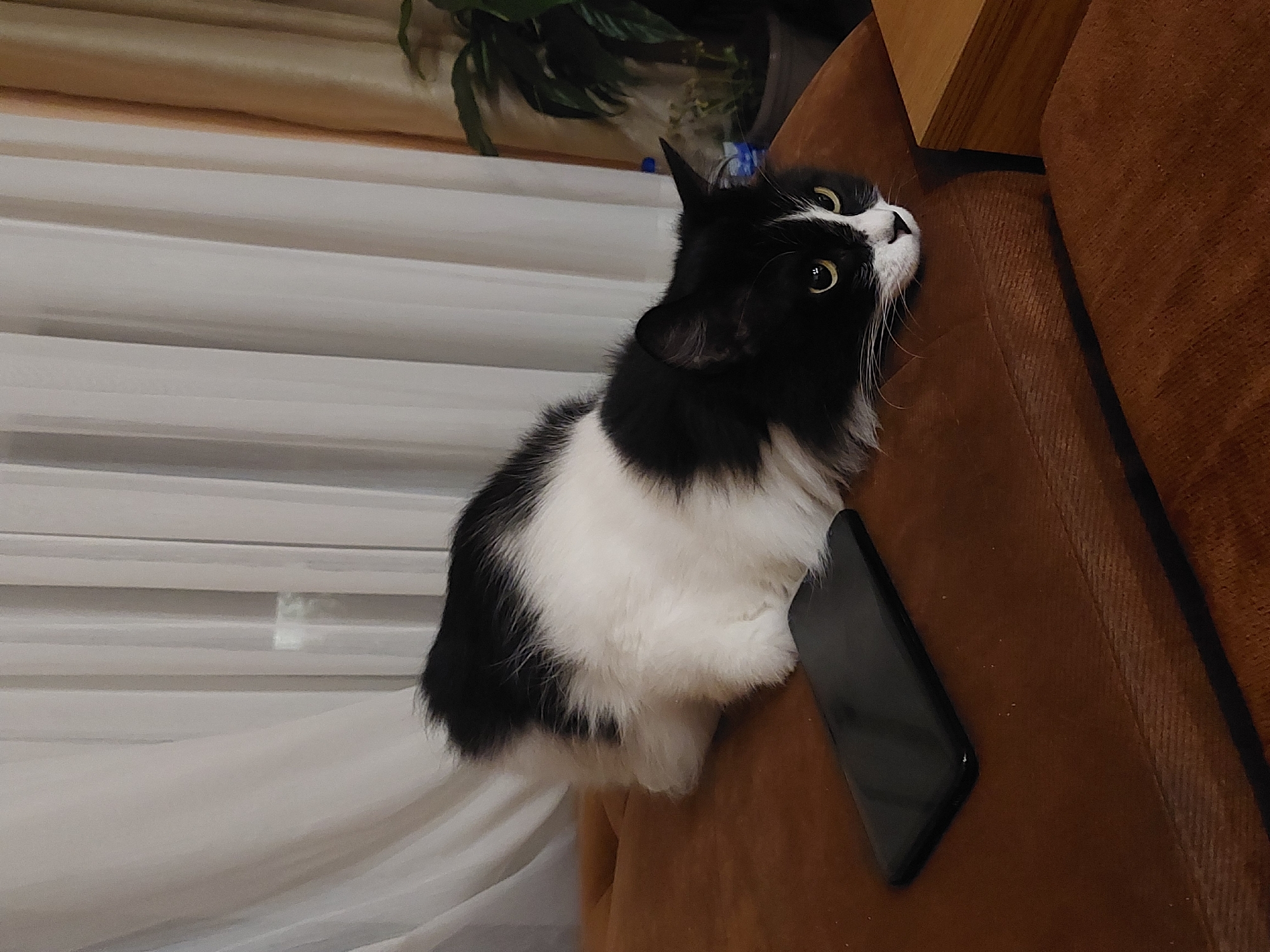 A long-haired black and white cat sits on a brown upholstered sofa next to a black smartphone. The cat is looking up and to the right. Behind the sofa, to the left of the cat, are white blinds and a green potted plant. The location cannot be determined to be in Plovdiv, Bulgaria based on the image.