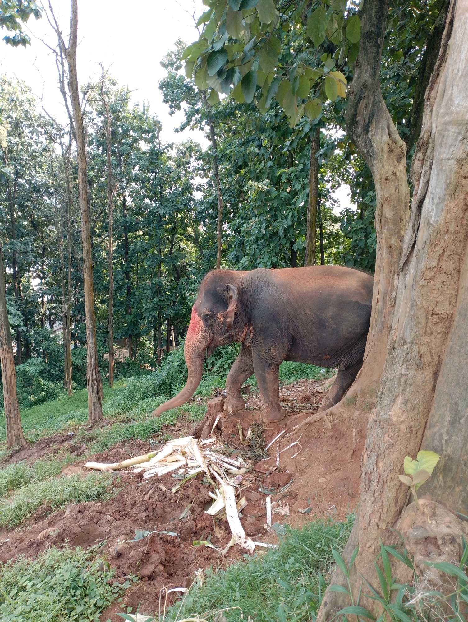 In Dispur, India, an adult elephant, partially adorned with red markings on its face, stands on a muddy incline adjacent to a large tree. The elephant is facing left, with its trunk extended towards a pile of cut vegetation. The environment is a lush forest with numerous tall trees and green foliage. The ground is covered in mud and grass, with remnants of the vegetation scattered around the elephant. The scene appears to be an outdoor, natural setting.