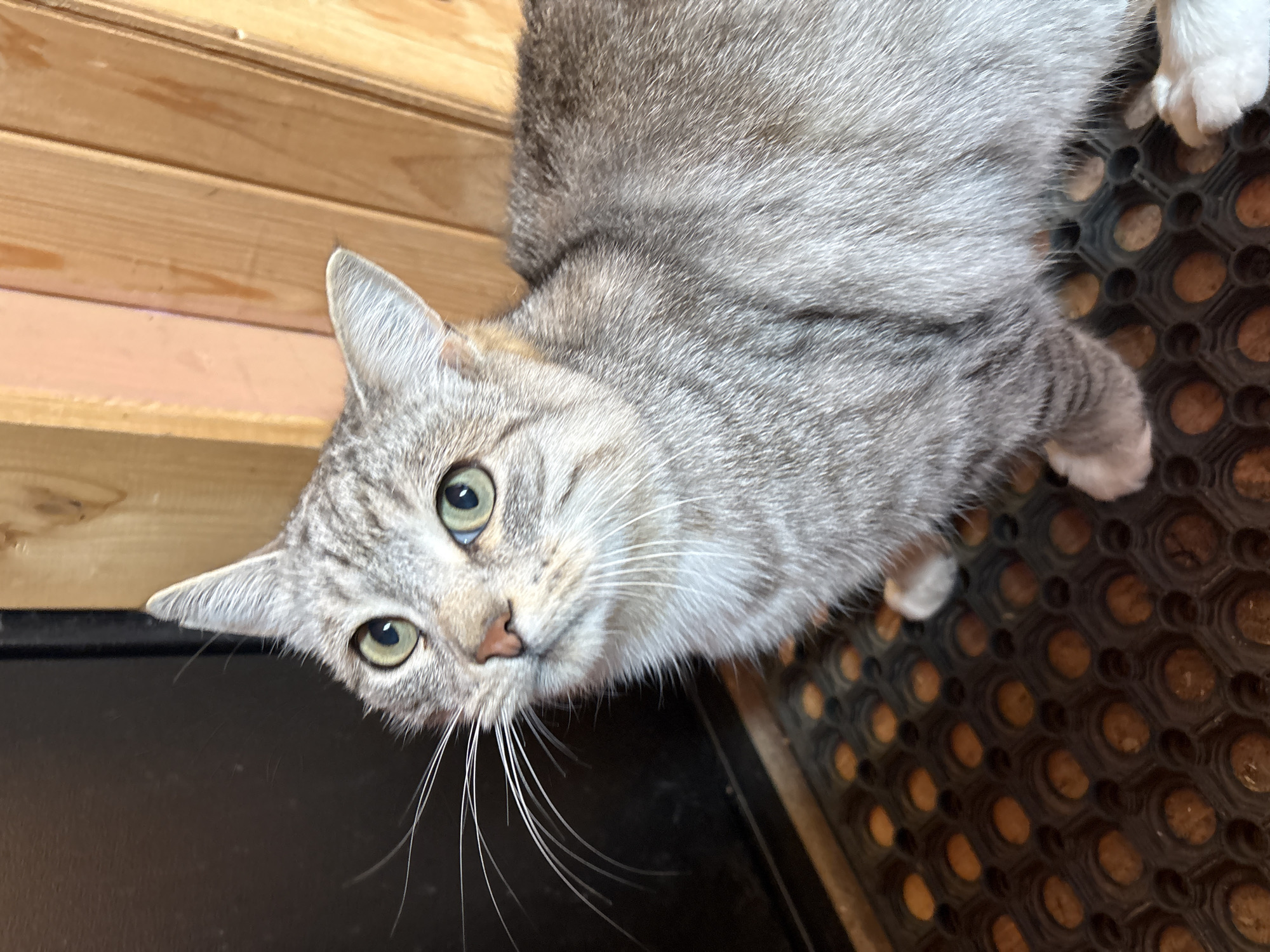 A close-up, eye-level, slightly high-angle shot captures a domestic cat with silver-grey tabby markings and green eyes looking upwards. The cat is positioned on a black rubber mat with a diamond pattern, featuring circular indentations that reveal a brown surface underneath. To the left of the cat is a dark, vertical surface, possibly a door or frame. To the right, a wooden wall with vertical planks in varying shades of light brown and orange provides the background. The lighting appears to be natural, casting soft shadows. The location is the city of Vetluzhsky, Russia, likely within a residential or entryway setting.