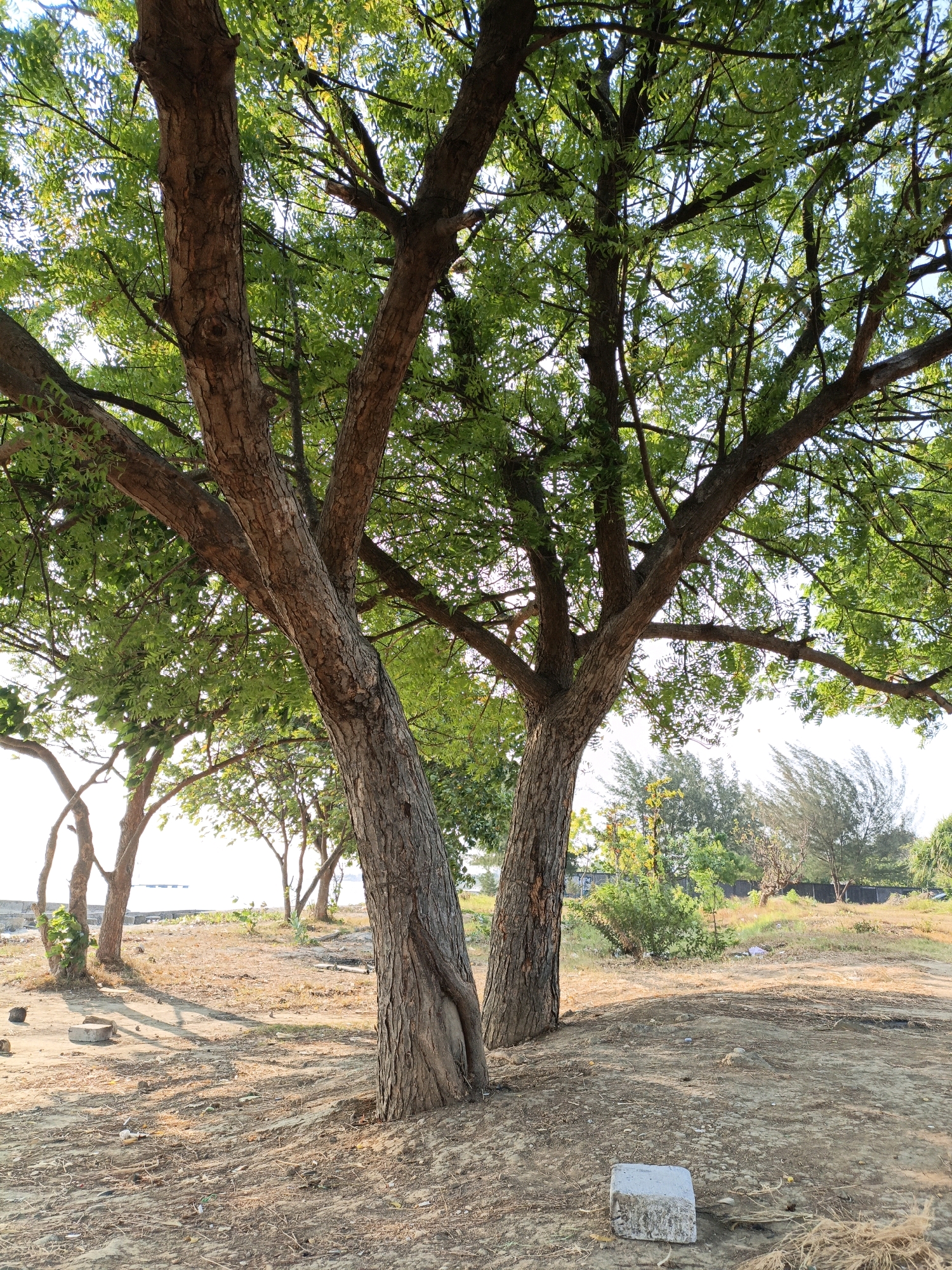 The image depicts an outdoor scene with a focus on trees and dry, sandy ground. In the foreground, two large tree trunks stand prominently, their bark rough and textured, with branches extending upwards and outwards, covered in green leaves. The ground is covered in dry soil, leaves, and scattered debris, including a white, rectangular concrete block. In the background, several other trees are visible, some appearing thinner and more sparse. Beyond the trees, a body of water, possibly the sea or a large river, can be seen with a clear sky above. The overall impression is one of a natural, somewhat arid environment. This scene is located in Cikal, Indonesia.