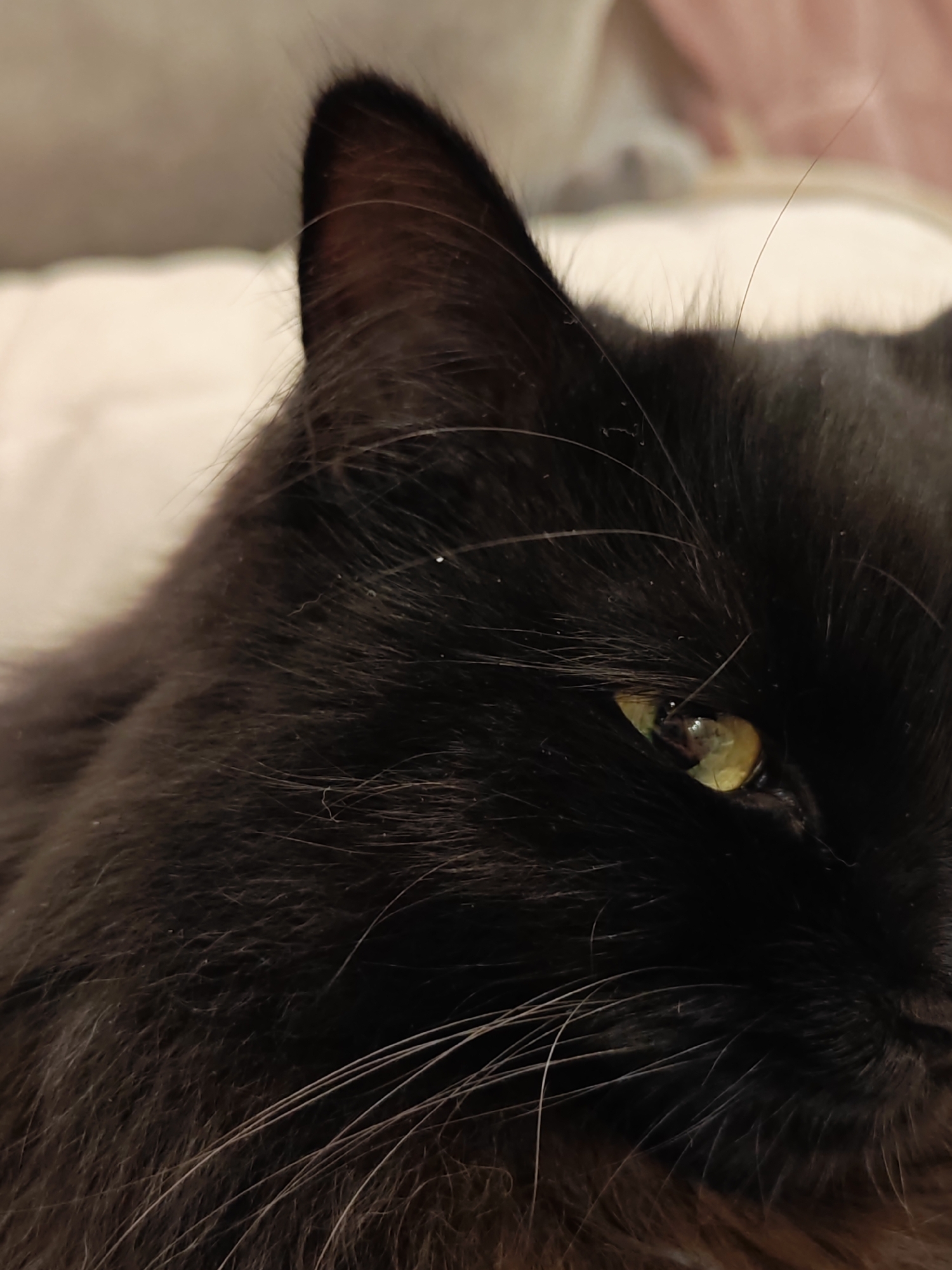 The image shows a close-up, side profile of a black cat's face. The cat's fur is dark and appears fluffy. One of its ears is visible in the upper left quadrant of the image. The cat's eye, a greenish-yellow hue, is the main focal point, with visible pupils and a reflective quality. Long, white whiskers extend from its muzzle. The background is blurred, suggesting a soft, indoor environment, possibly a bed or sofa, with muted tones of cream and pink. There are no people or any identifiable landmarks of Bataysk, Russia, present in the image.