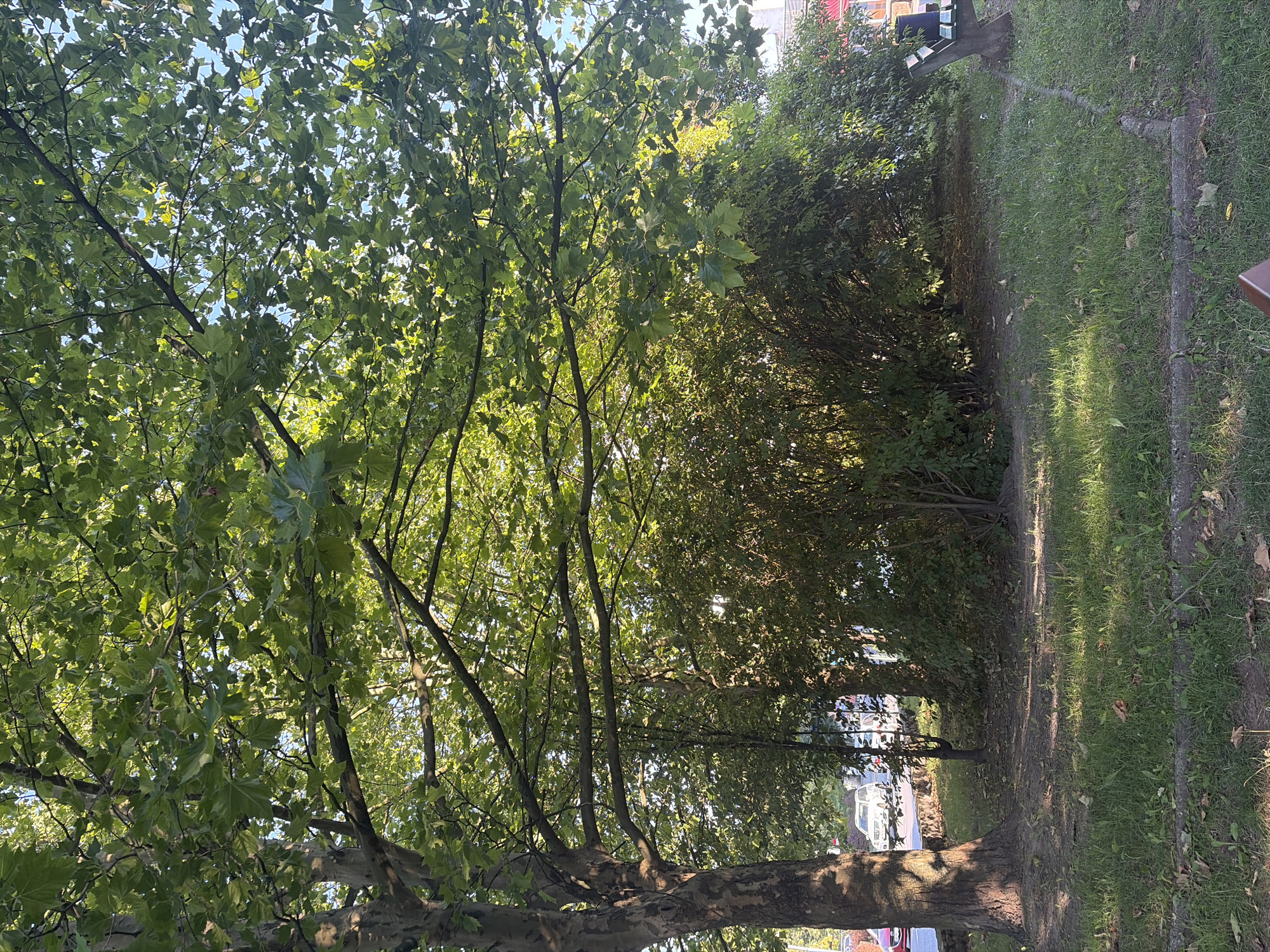 The image depicts a shaded park area with lush green trees and bushes. Sunlight filters through the leaves of a large tree in the foreground, casting dappled shadows on the grassy ground. Several cars are visible in the background, suggesting the park is located near a road. A park bench is also present on the right side of the image. This scene is consistent with the appearance of the Racibórz Arboretum in Racibórz, Poland, known for its mature trees and green spaces.