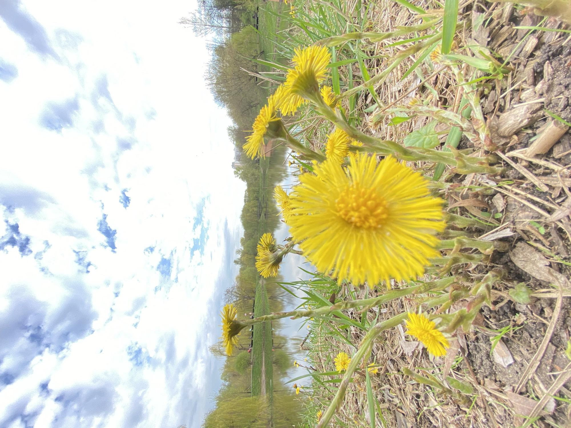 The image shows a close-up of yellow coltsfoot flowers in bloom. The foreground consists of the flowers, grass, and soil, while in the background is a view of a body of water that could be a lake or wide river. Trees line the opposite bank of the water, and the sky is visible above, filled with clouds. The photo appears to have been taken at ground level, focusing on the wildflowers with the landscape blurred in the background.
While the image does not provide explicit evidence to pinpoint the location as Moscow, Russia, it depicts a natural scene with a body of water and vegetation.