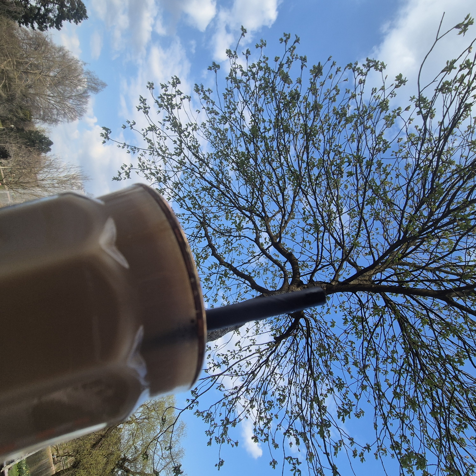 The image depicts an upward-angled view from an outdoor setting, identified as Parc de l'Orangerie in Strasbourg, France. In the immediate foreground, the upper portion of a faceted, light-brown glass or mug, containing a light-colored beverage, is out of focus on the lower right. A dark, slender straw is inserted into the beverage and extends vertically upwards. Behind this, a large deciduous tree with a robust trunk and numerous branches, adorned with newly unfurled green leaves, dominates the midground. The tree is silhouetted against a bright blue sky featuring scattered white cumulus clouds. In the distant background, on the lower right, additional trees with varying degrees of foliage and a glimmer of a body of water are visible. The scene suggests a daytime, spring season.